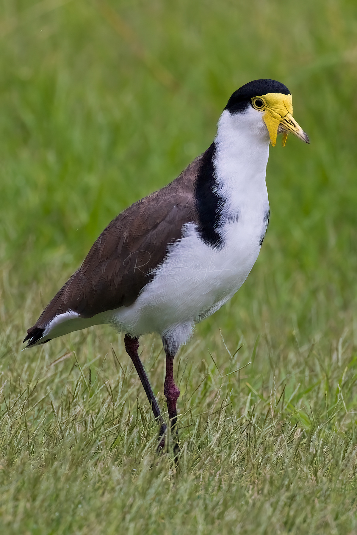 Masked Lapwing
