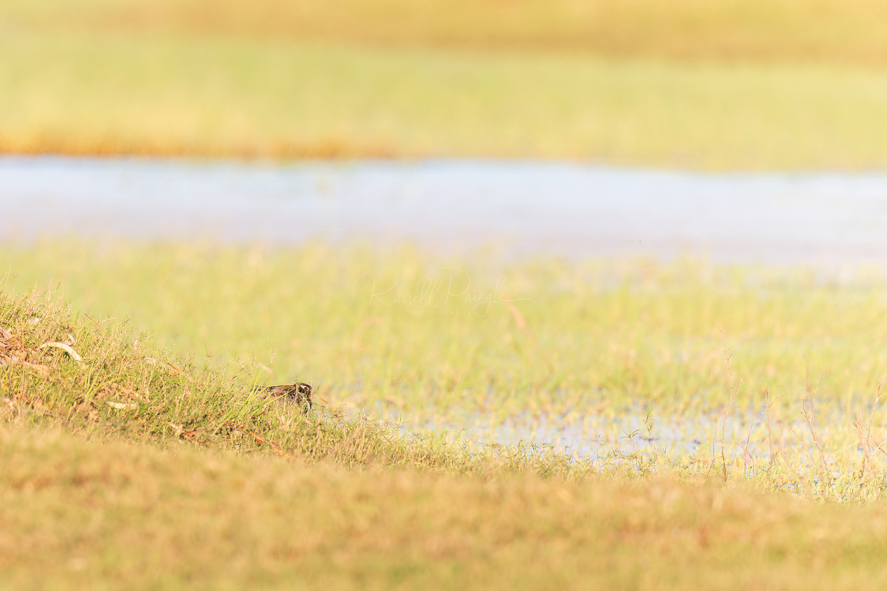Australain Painted-Snipe