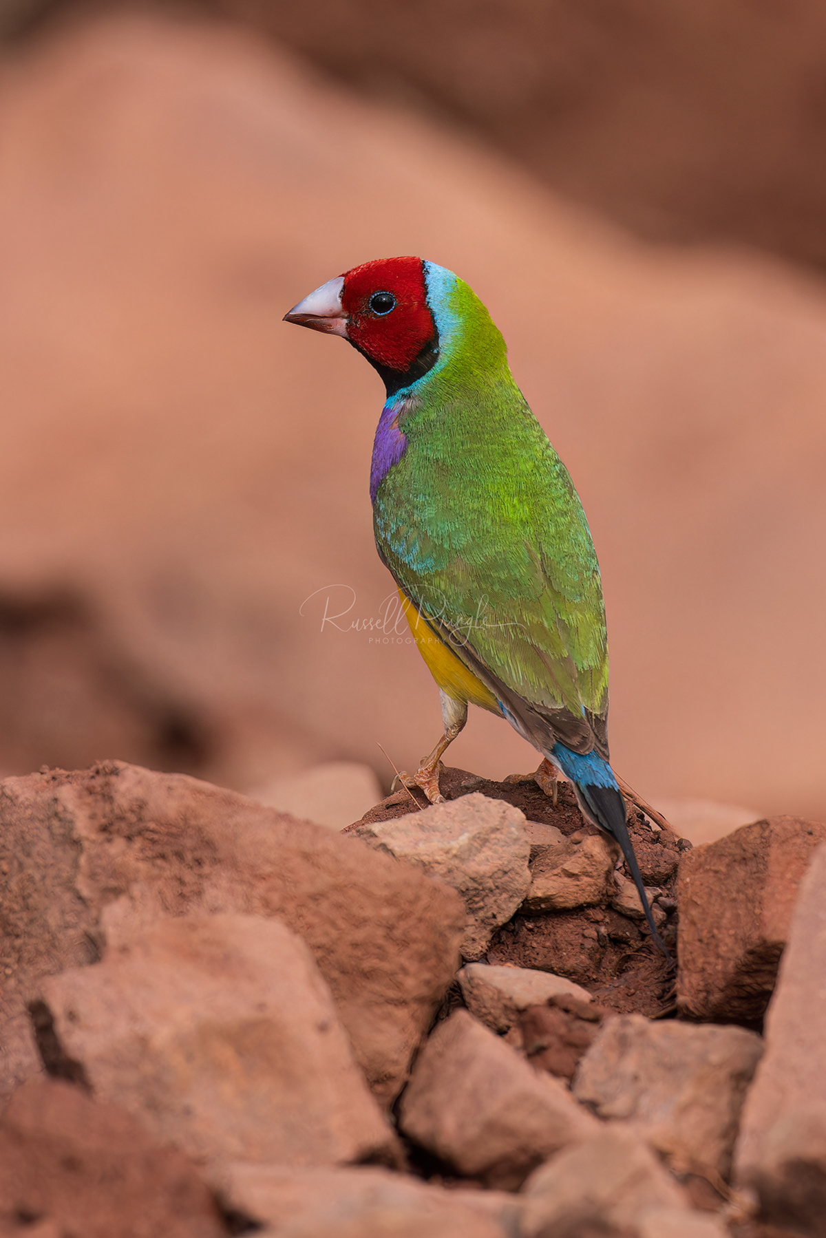 Gouldian Finch (red-headed male)