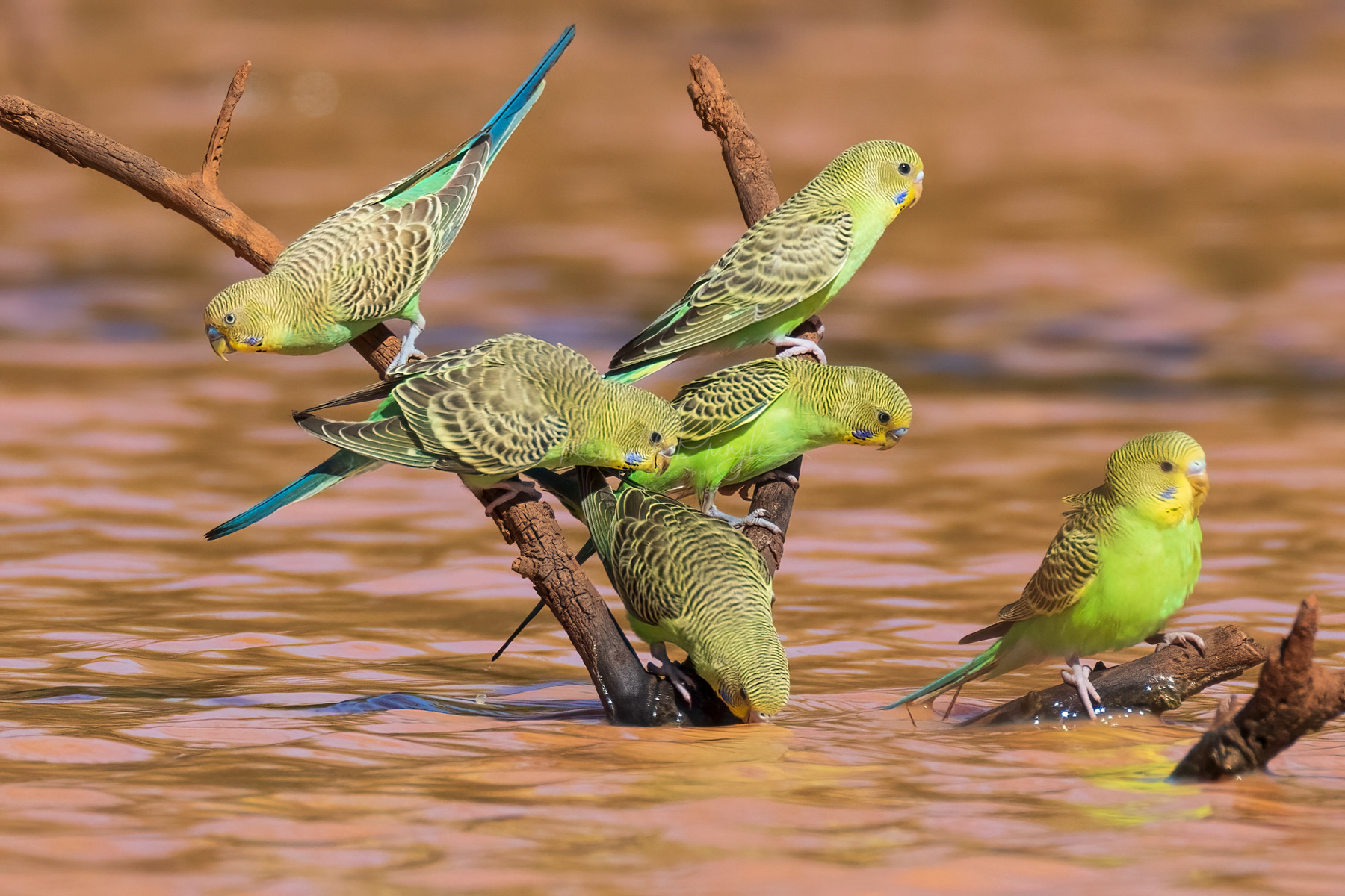 Budgerigars 