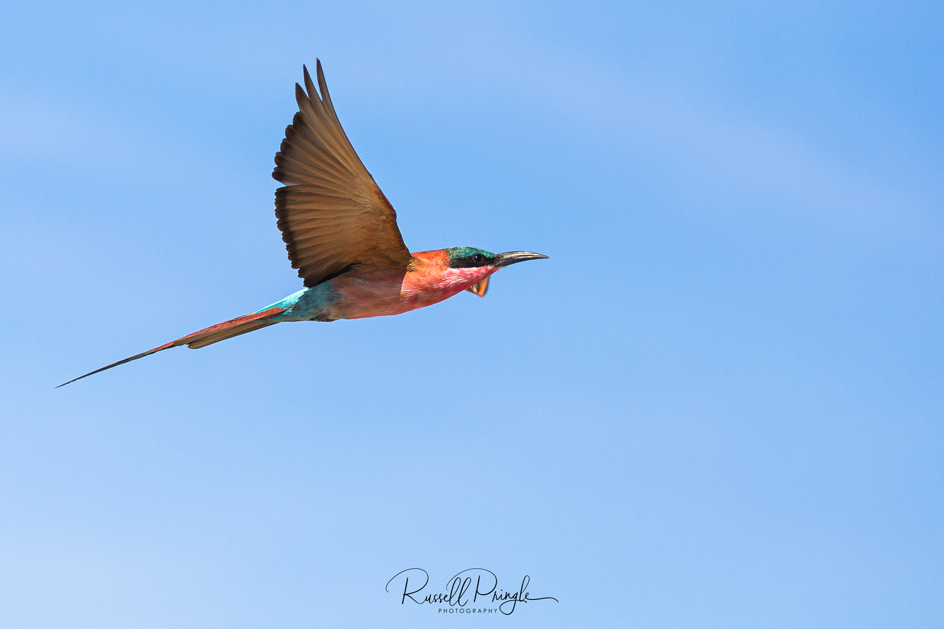 Carmine Bee-Eater