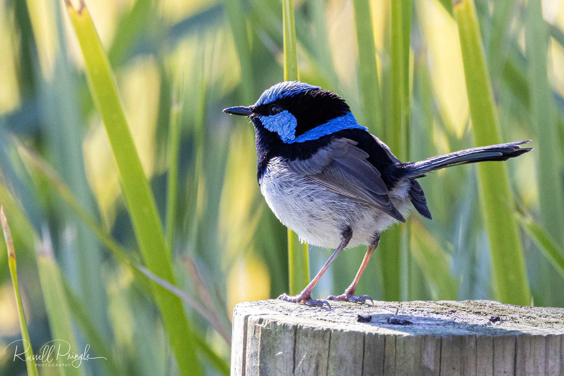 Superb Fairywren (Male)