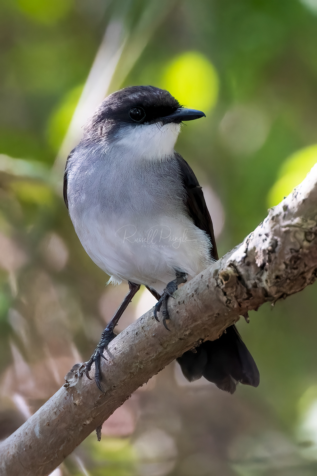 Mangrove Robin