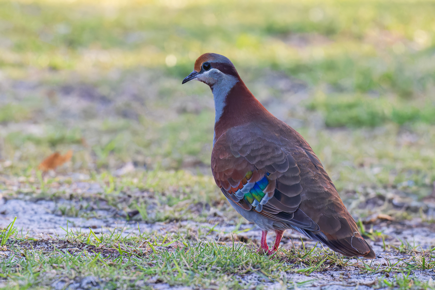 Brush Bronzewing. 'ssp occidentalis'