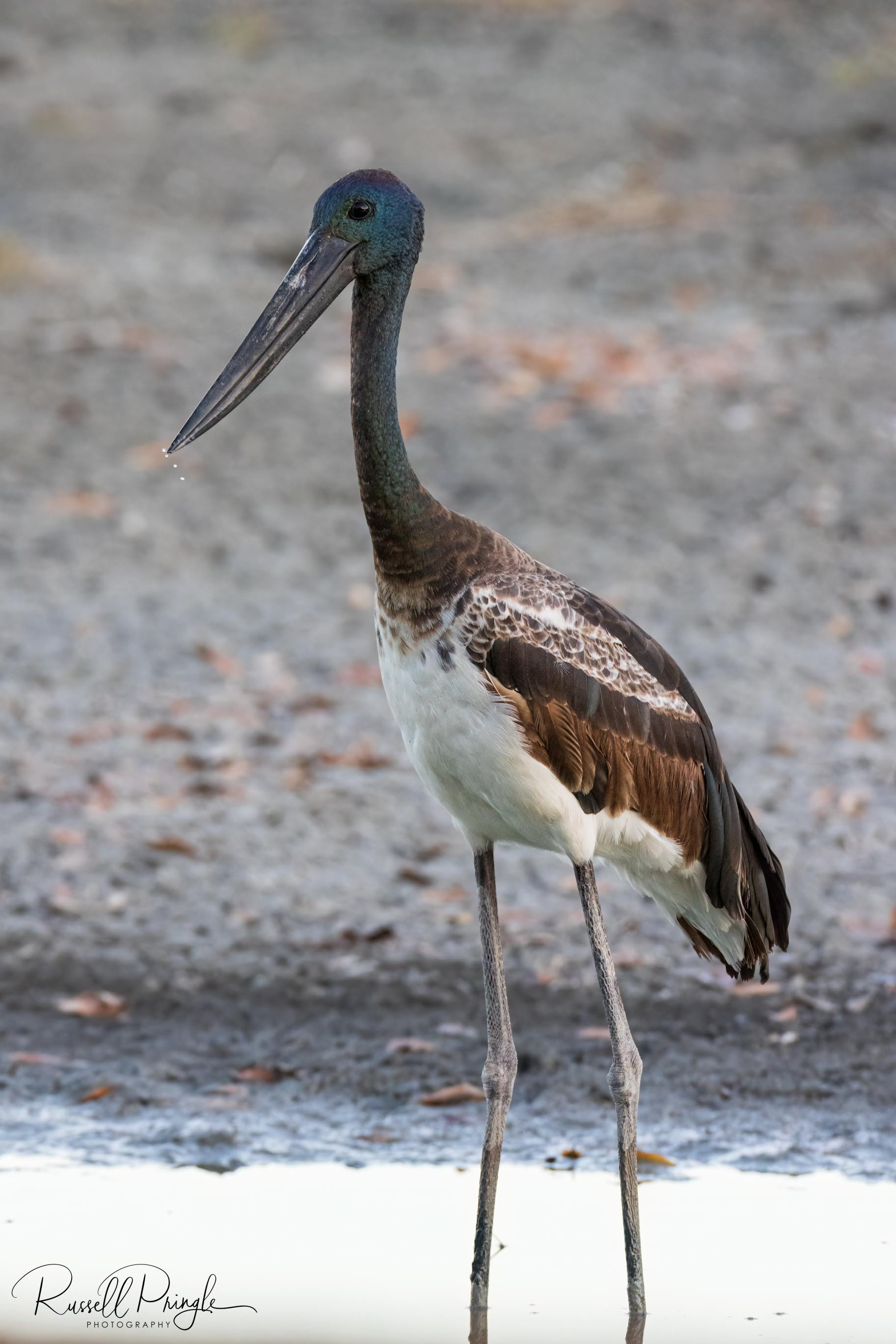 Black-necked Stork (Juvenile)