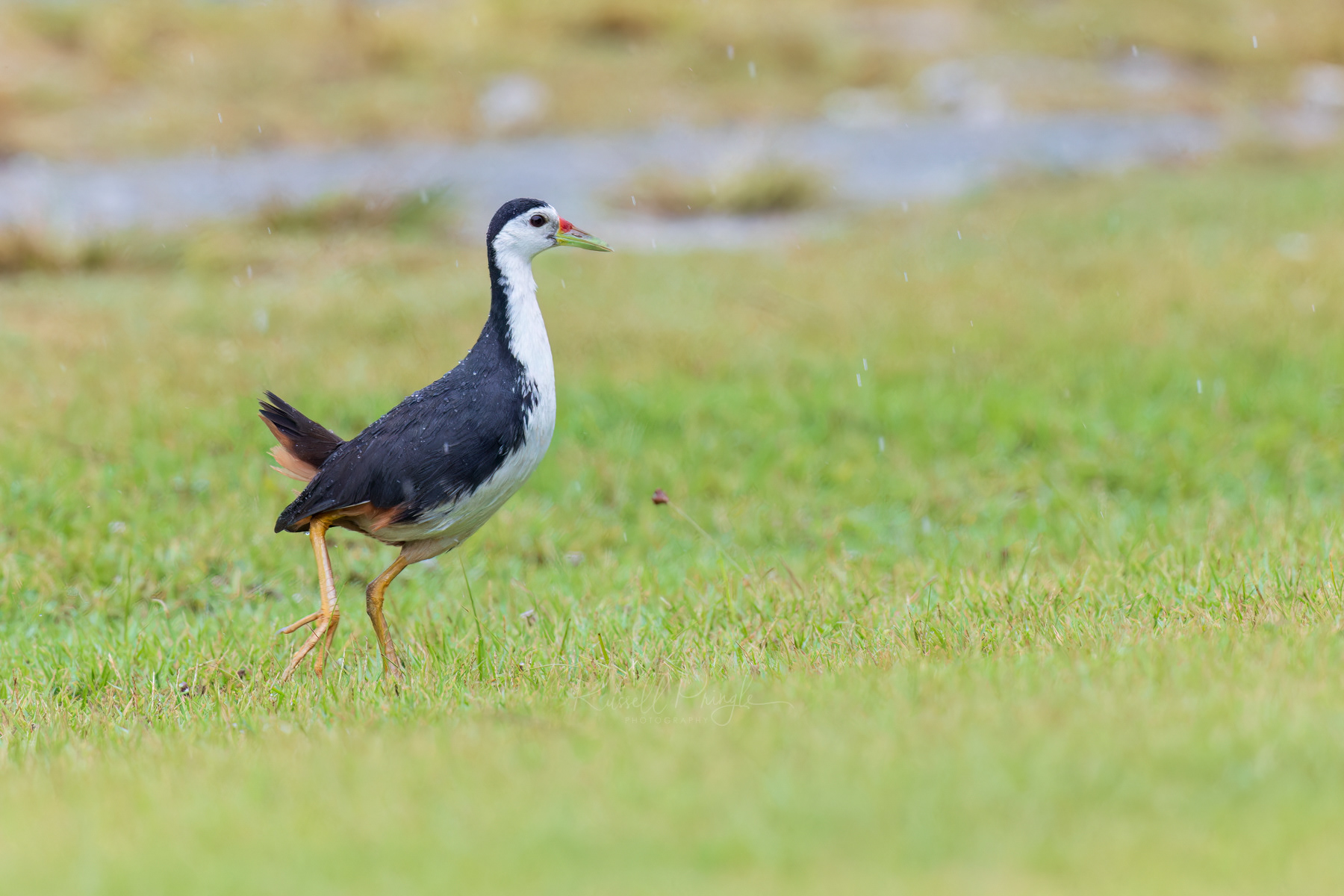 White-breasted Waterhen