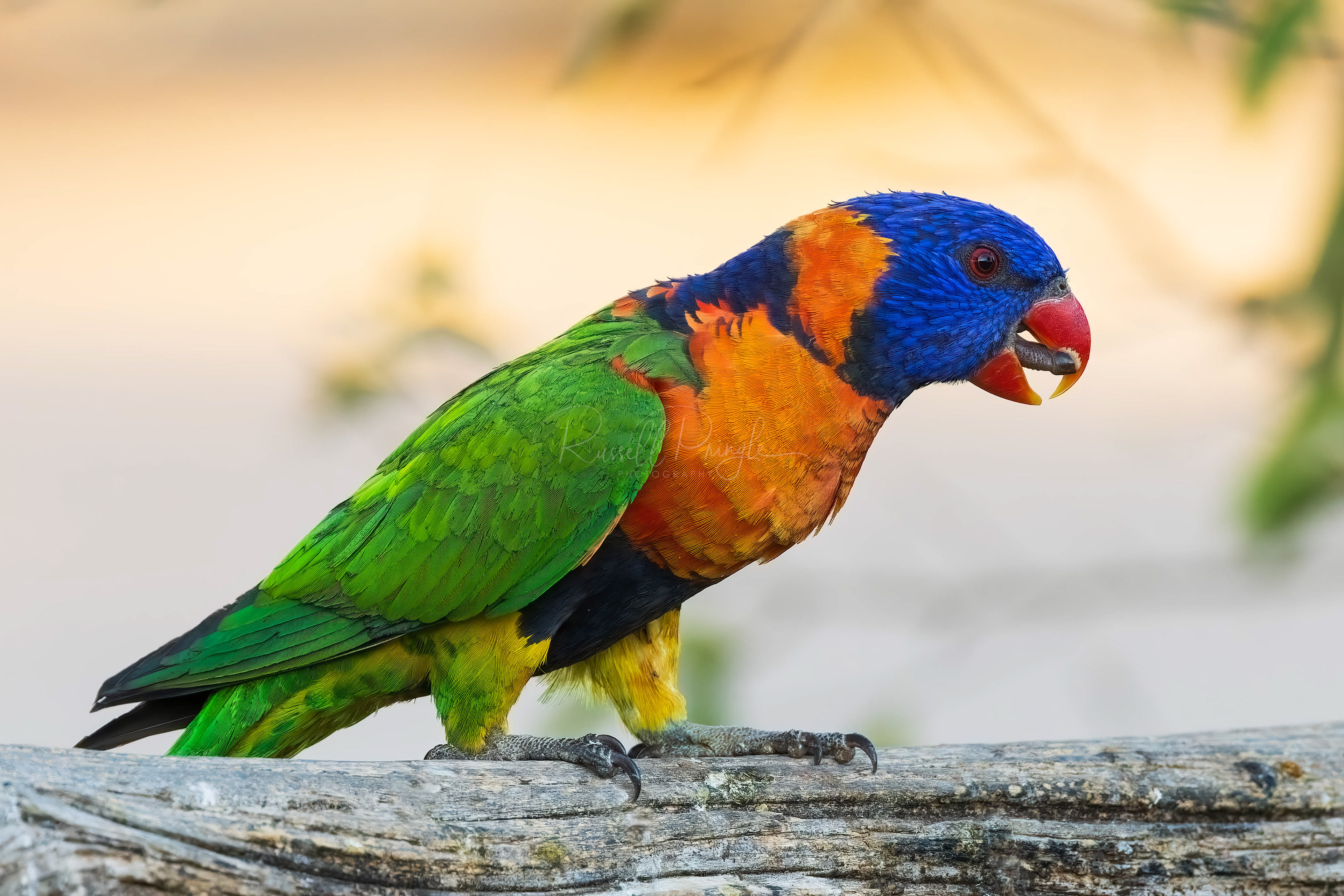Red-collared Lorikeet