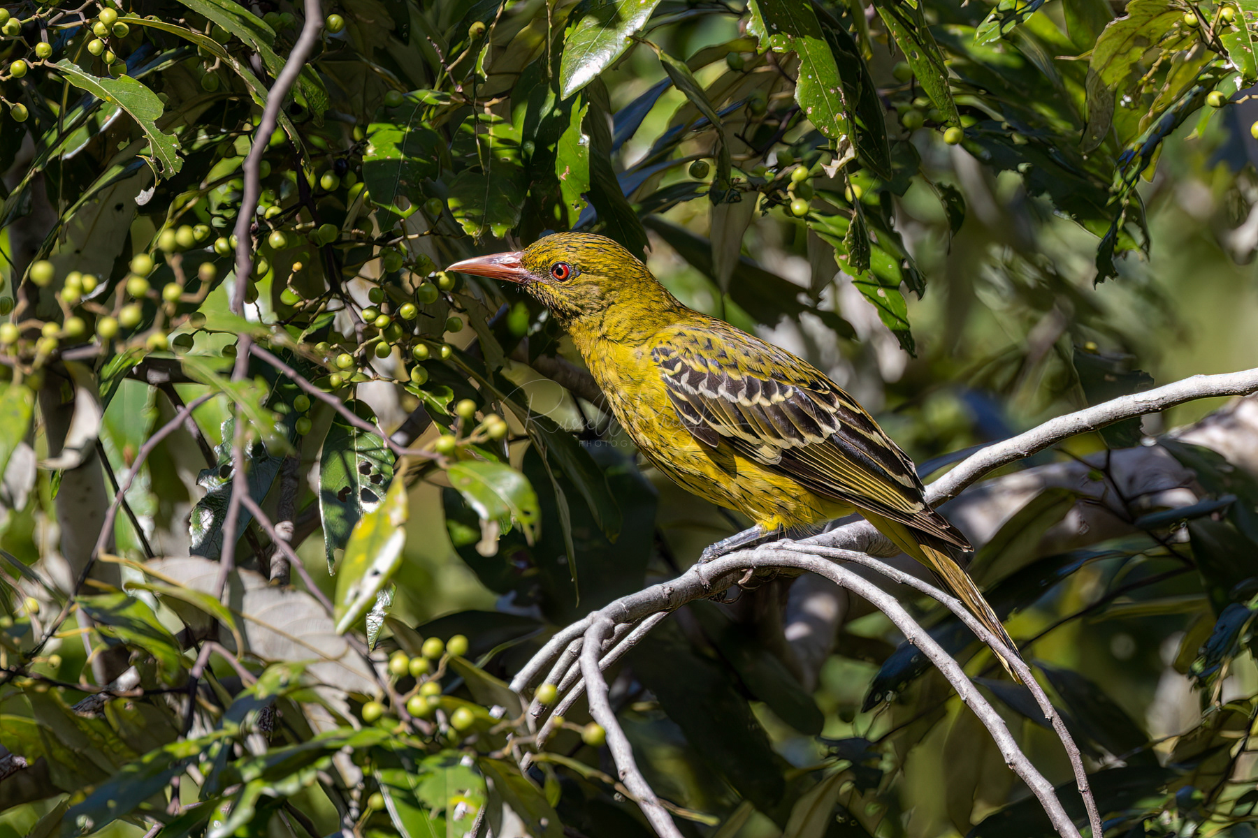 Yellow Oriole
