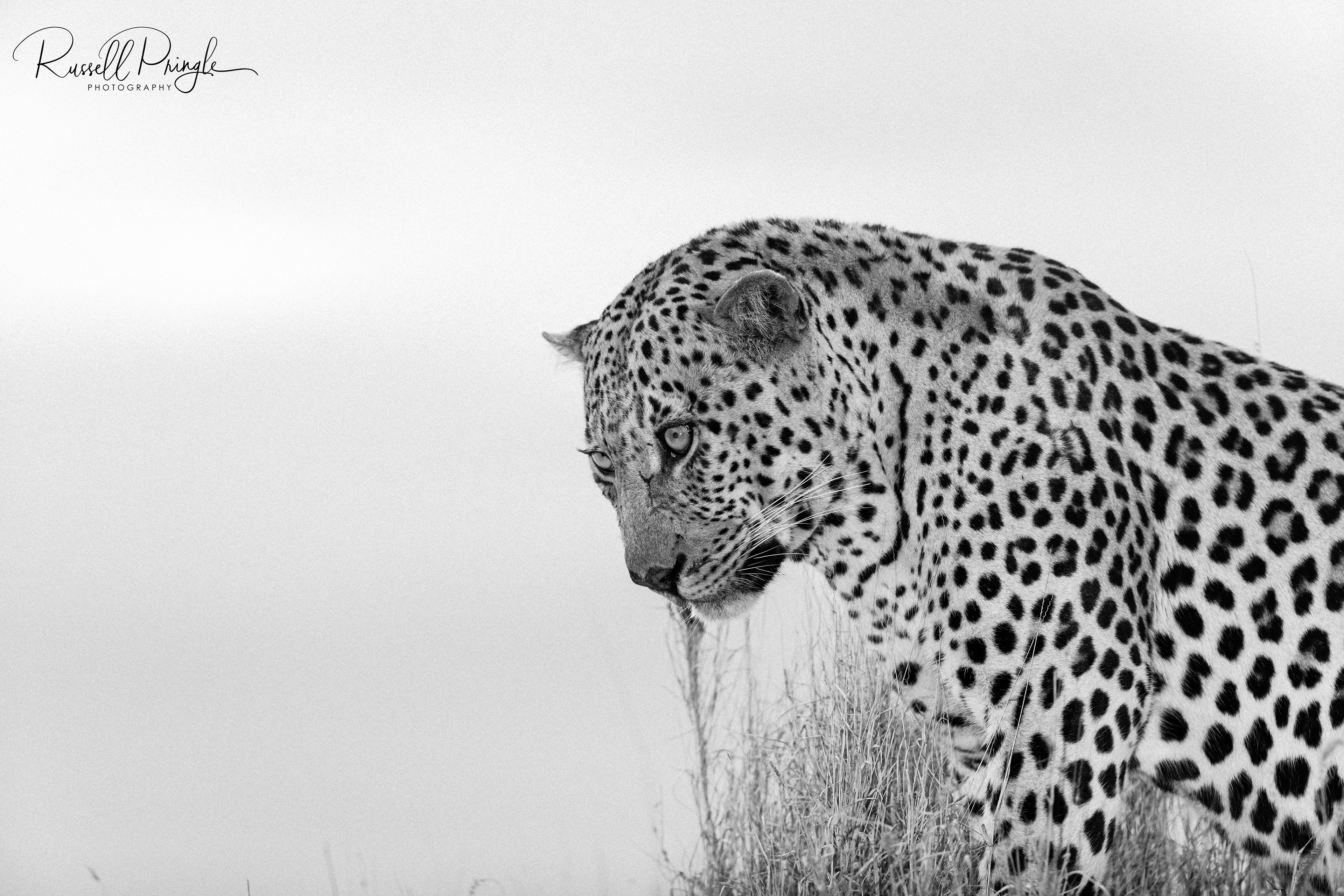 Leopard-Sabi Sands
