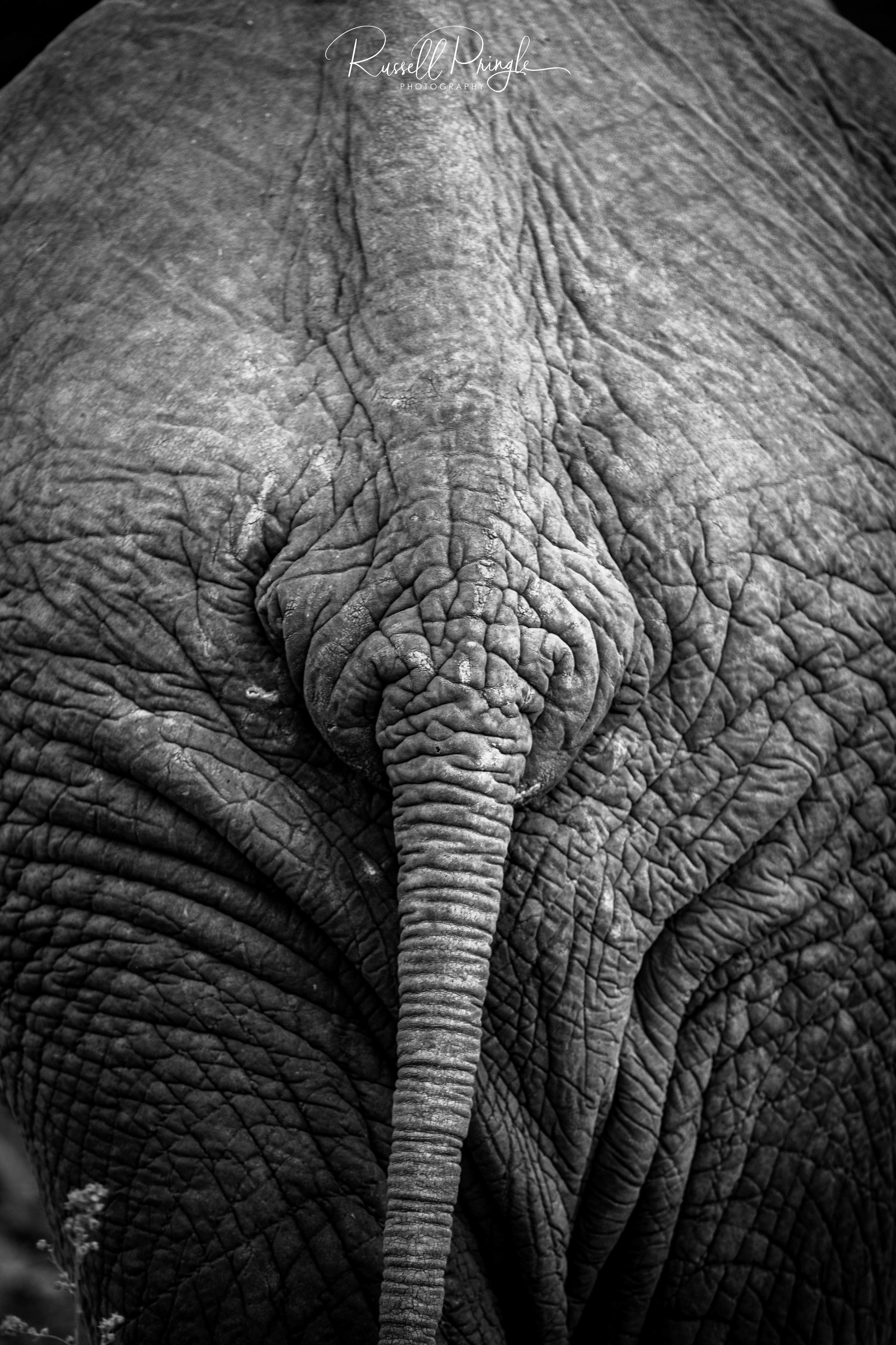 Elephant-Kwara