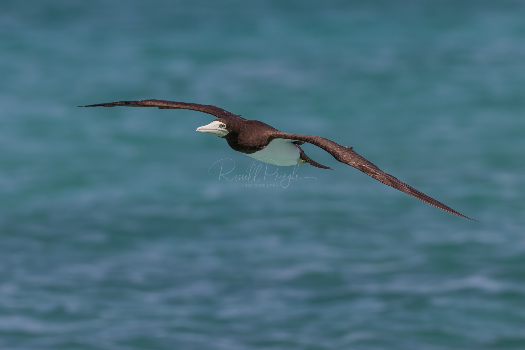 Brown Booby (female)