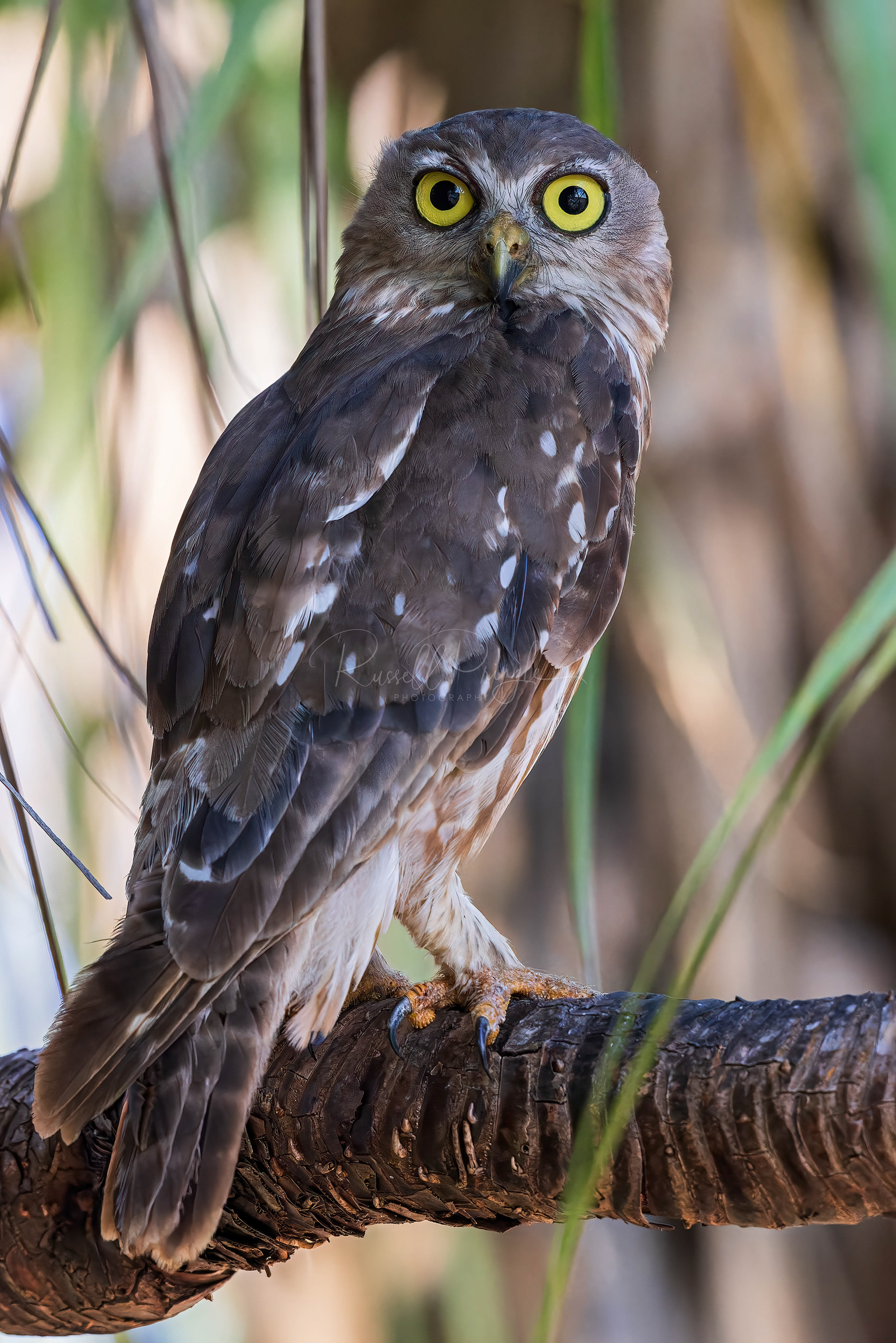 Barking Owl