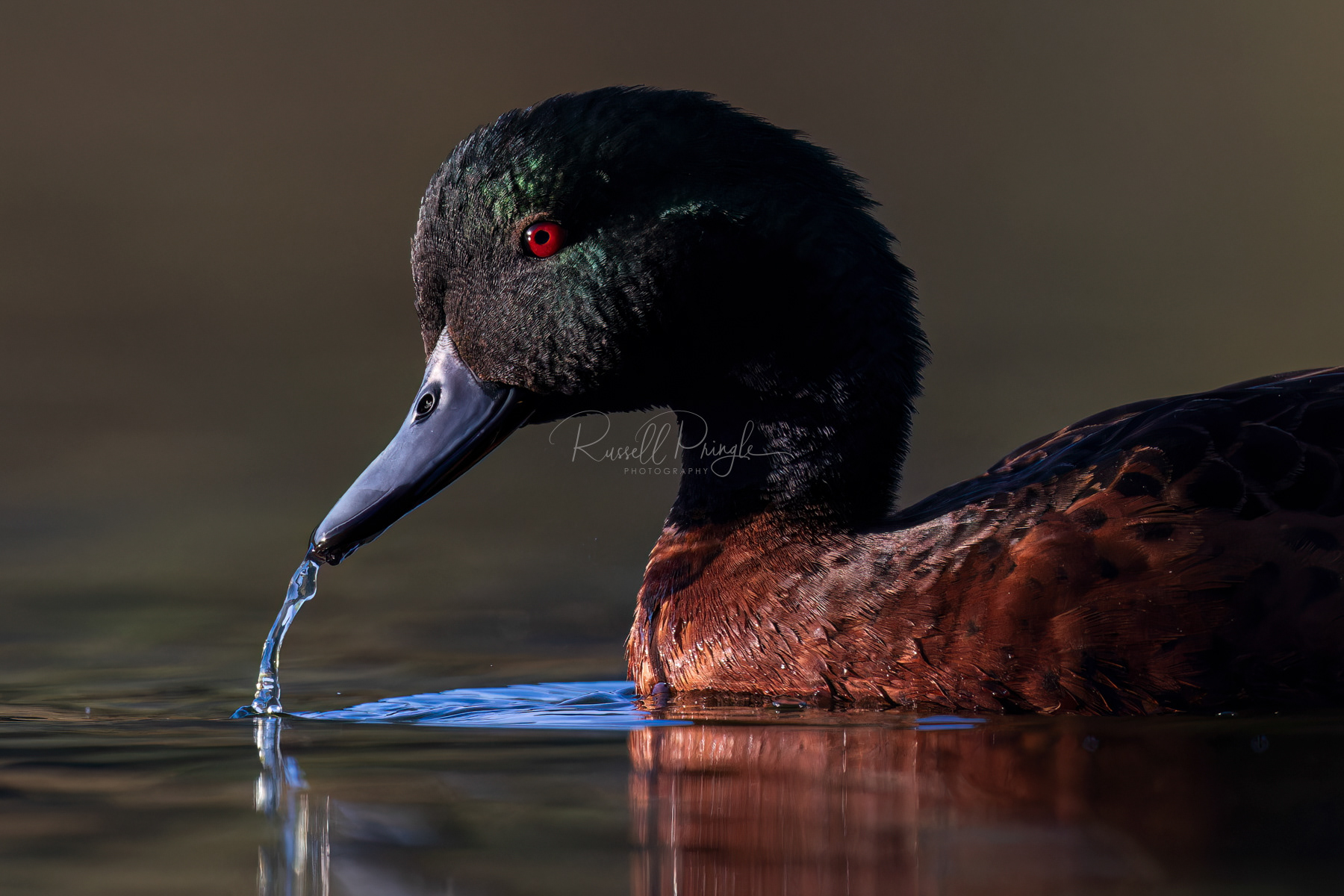 Chestnut Teal (male)