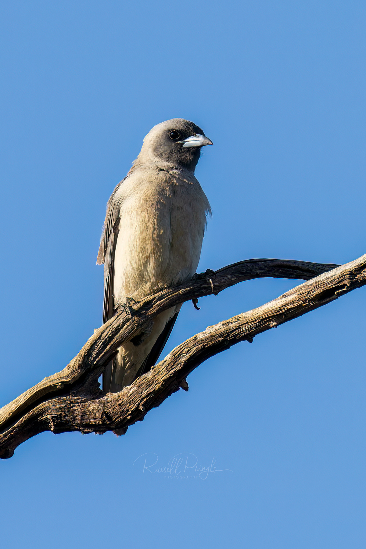 Masked Woodswallow