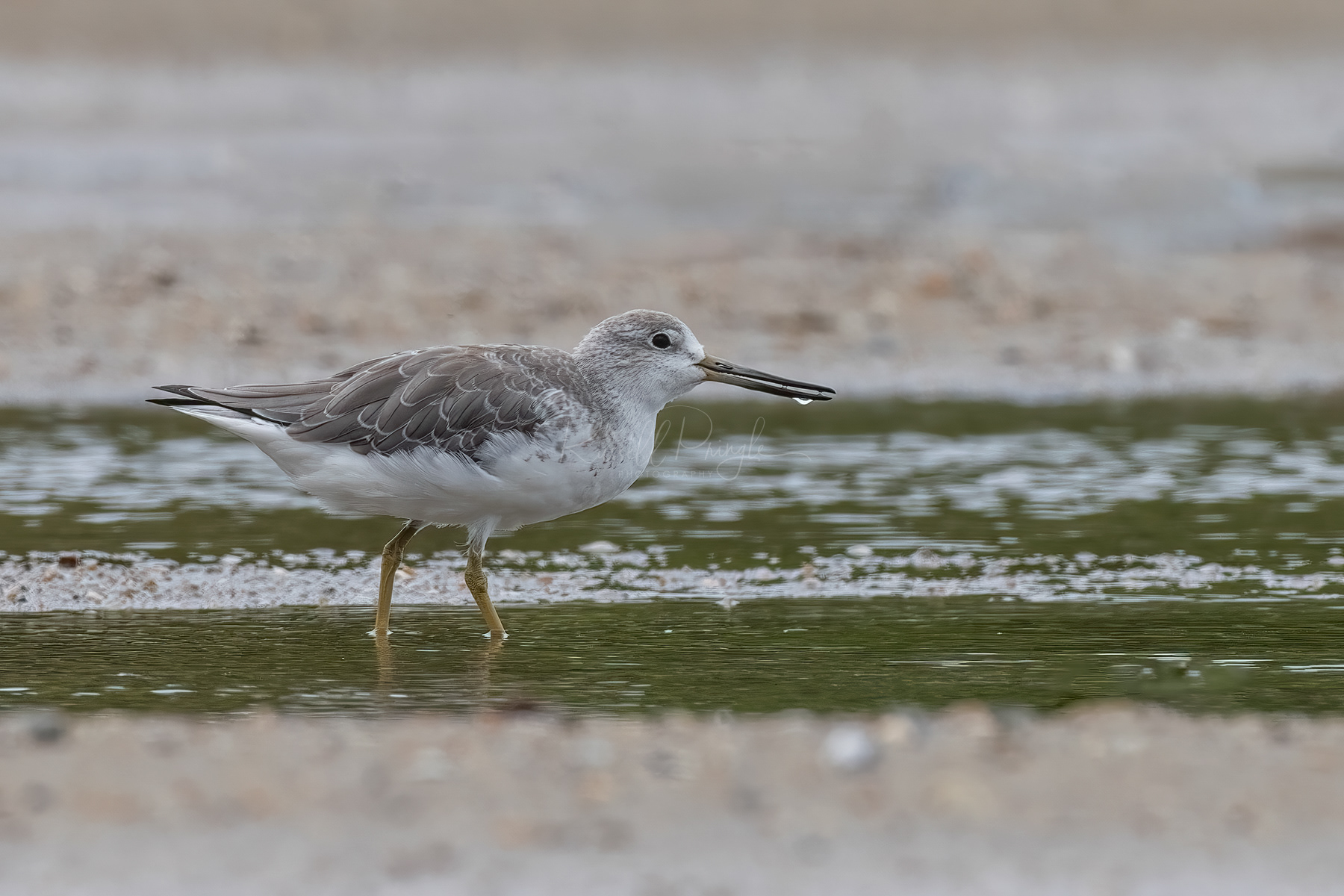 Nordman's Greenshank