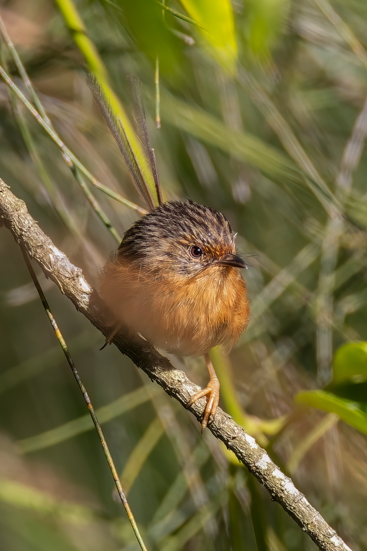 Southern Emuwren (female)
