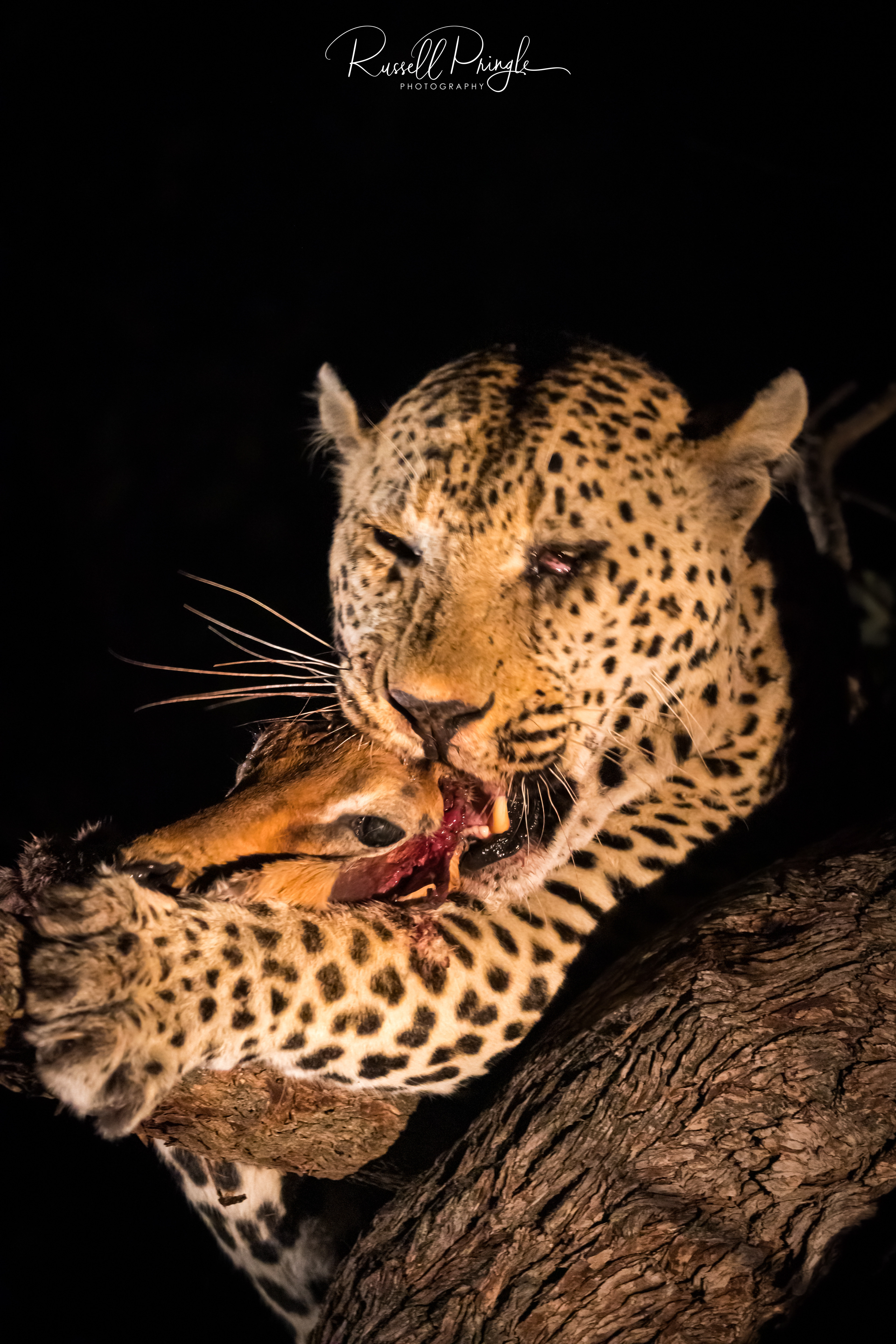 Leopard-Sabi Sands