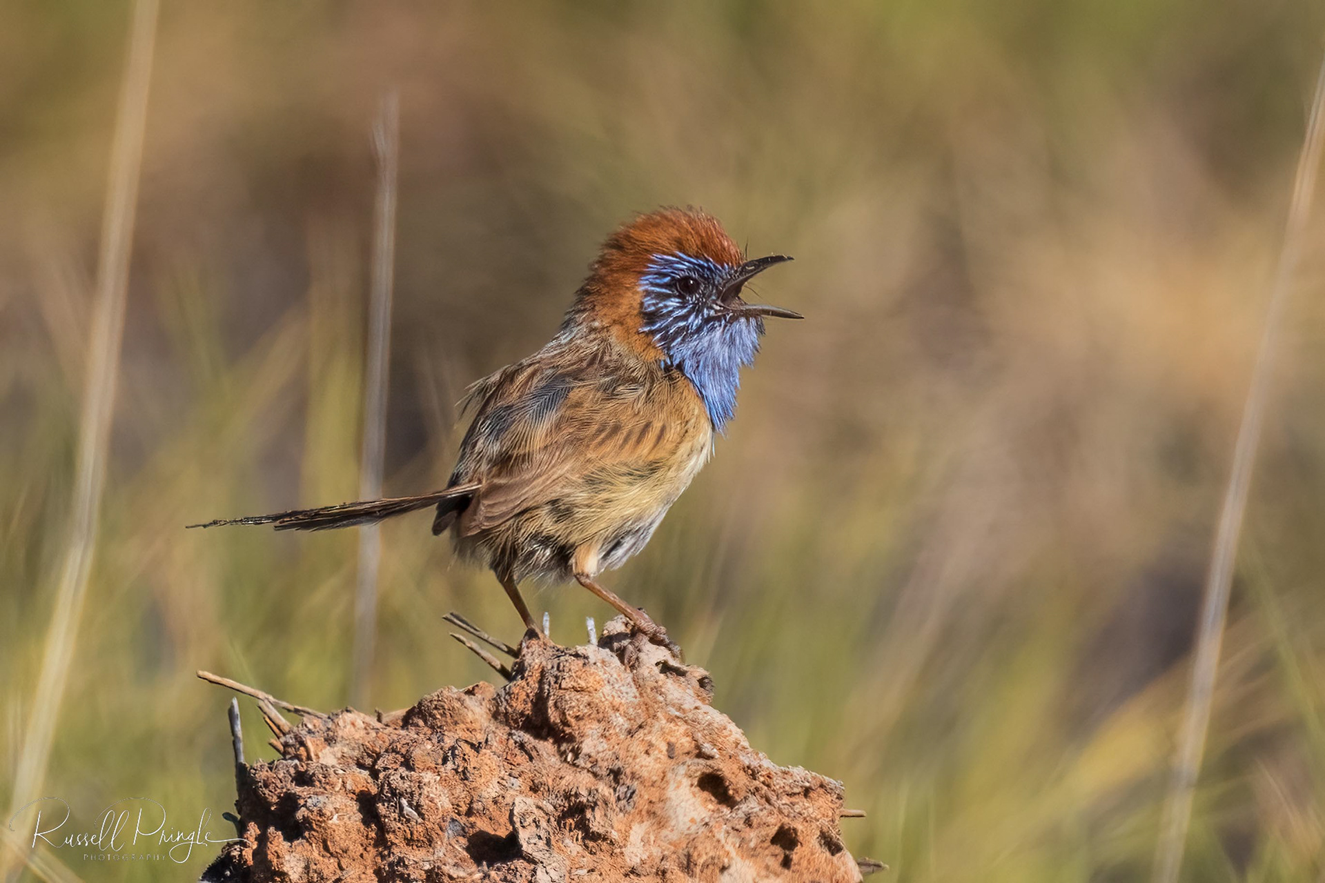 Rufous-crowned Emuwren (Male)
