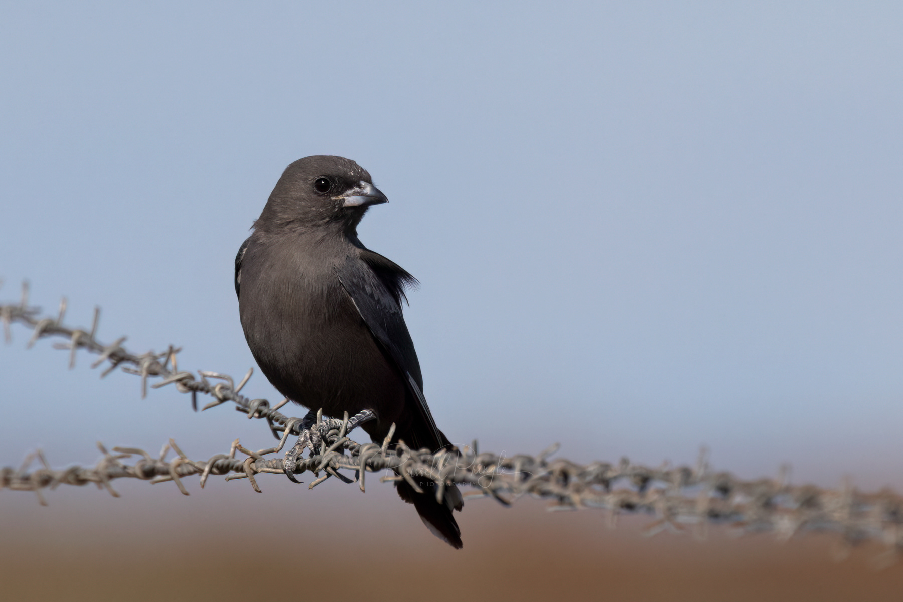Dusky Woodswallow