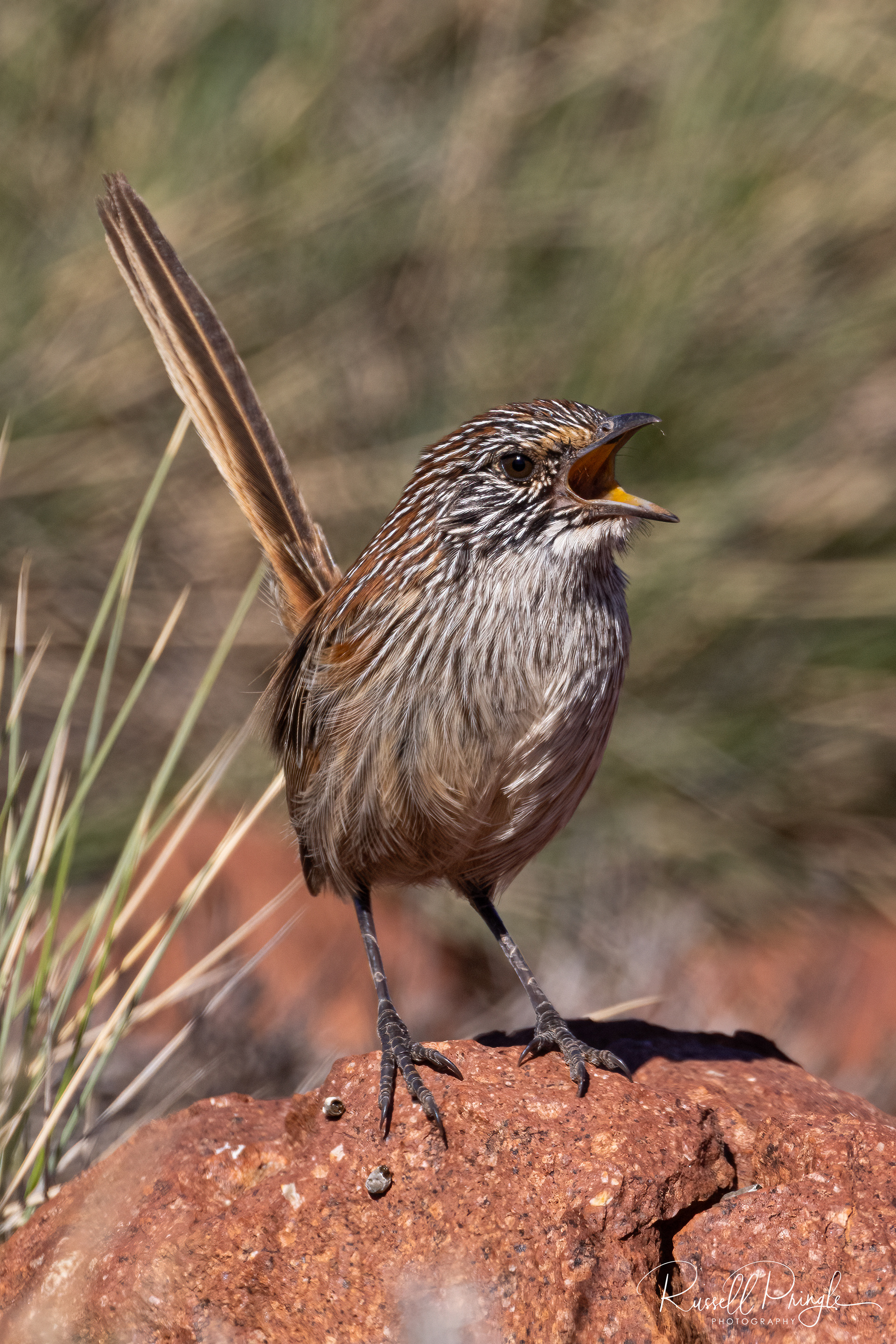 Short-tailed Grasswren