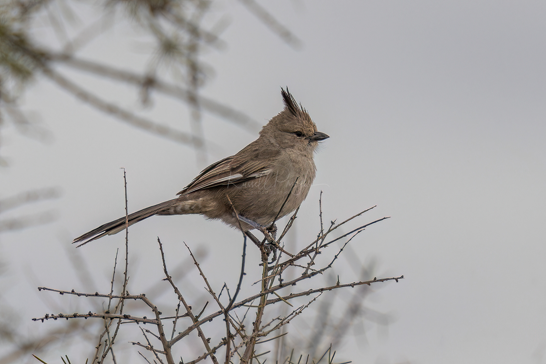 Chiming Wedgebill