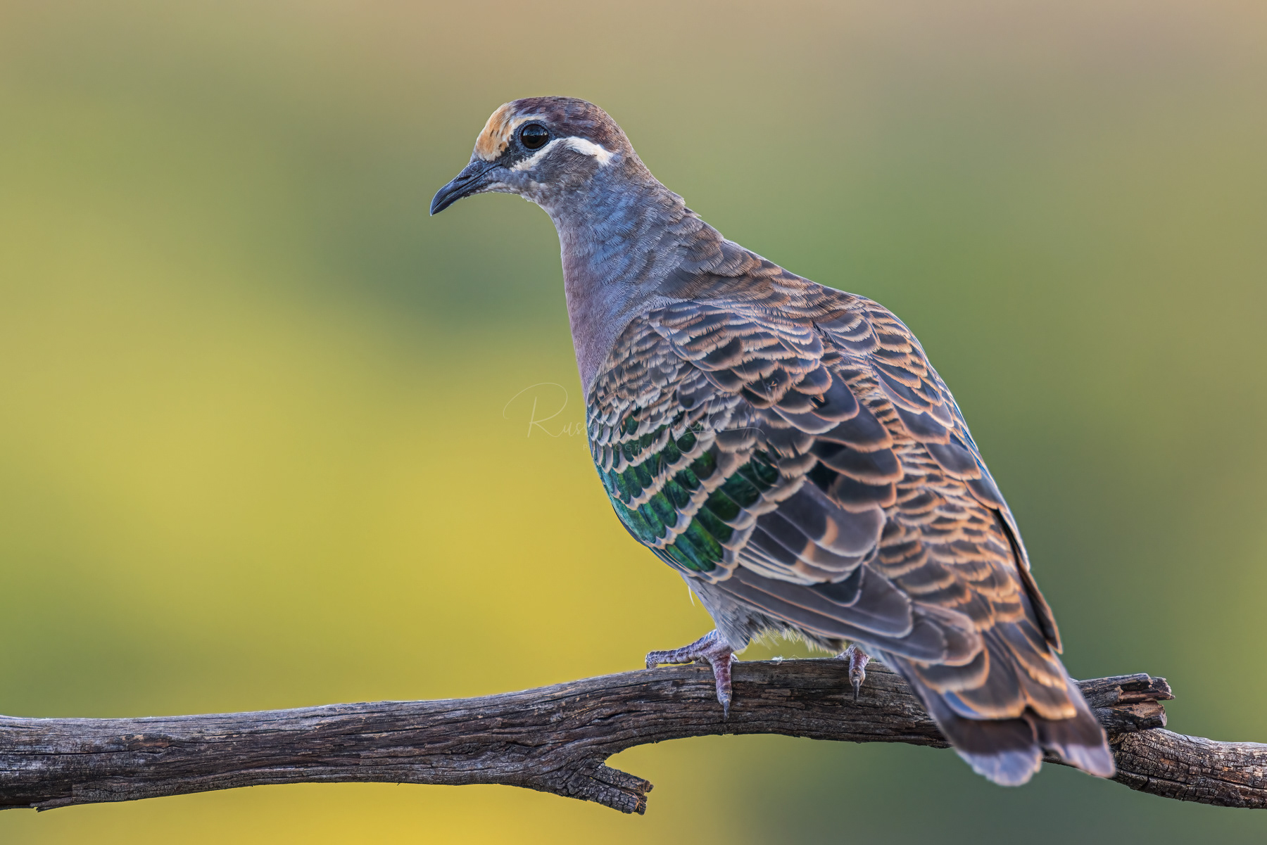 Common Bronzewing