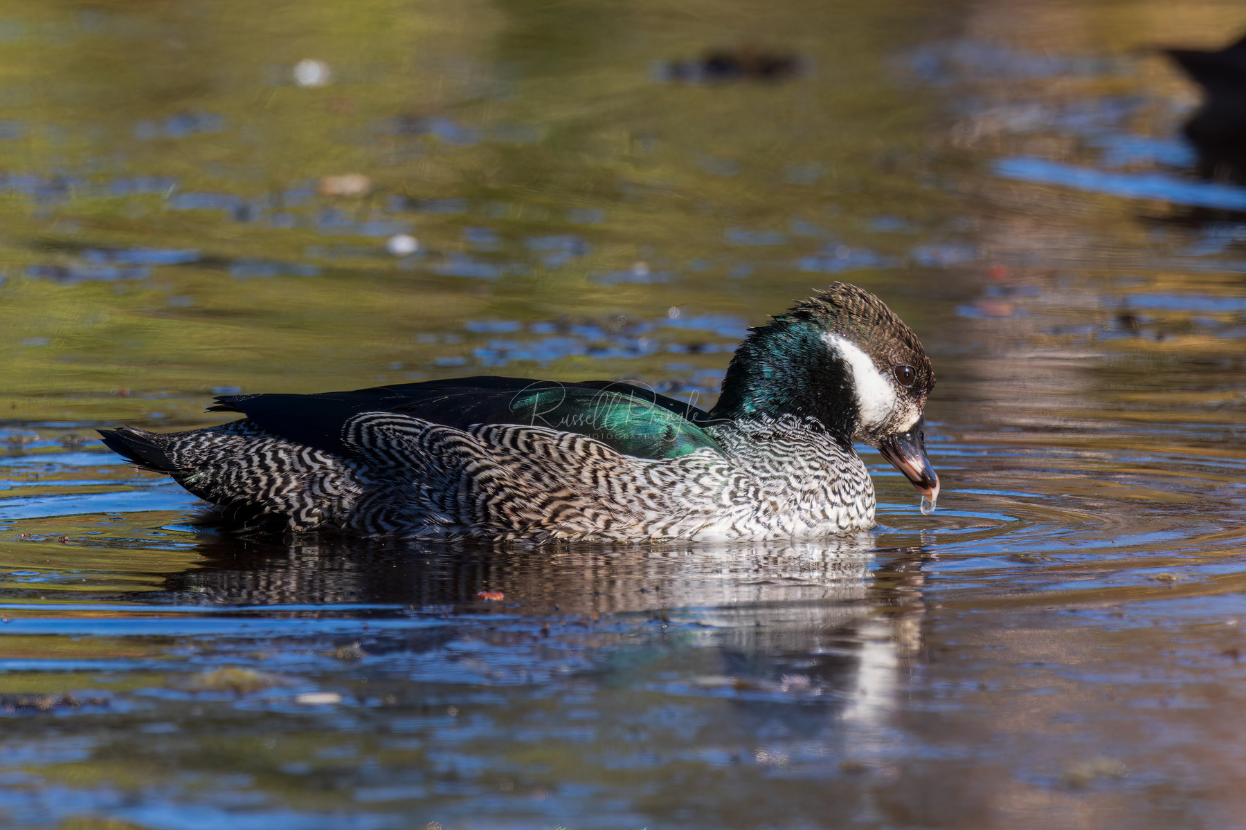 Green Pygmy-Goose (male)
