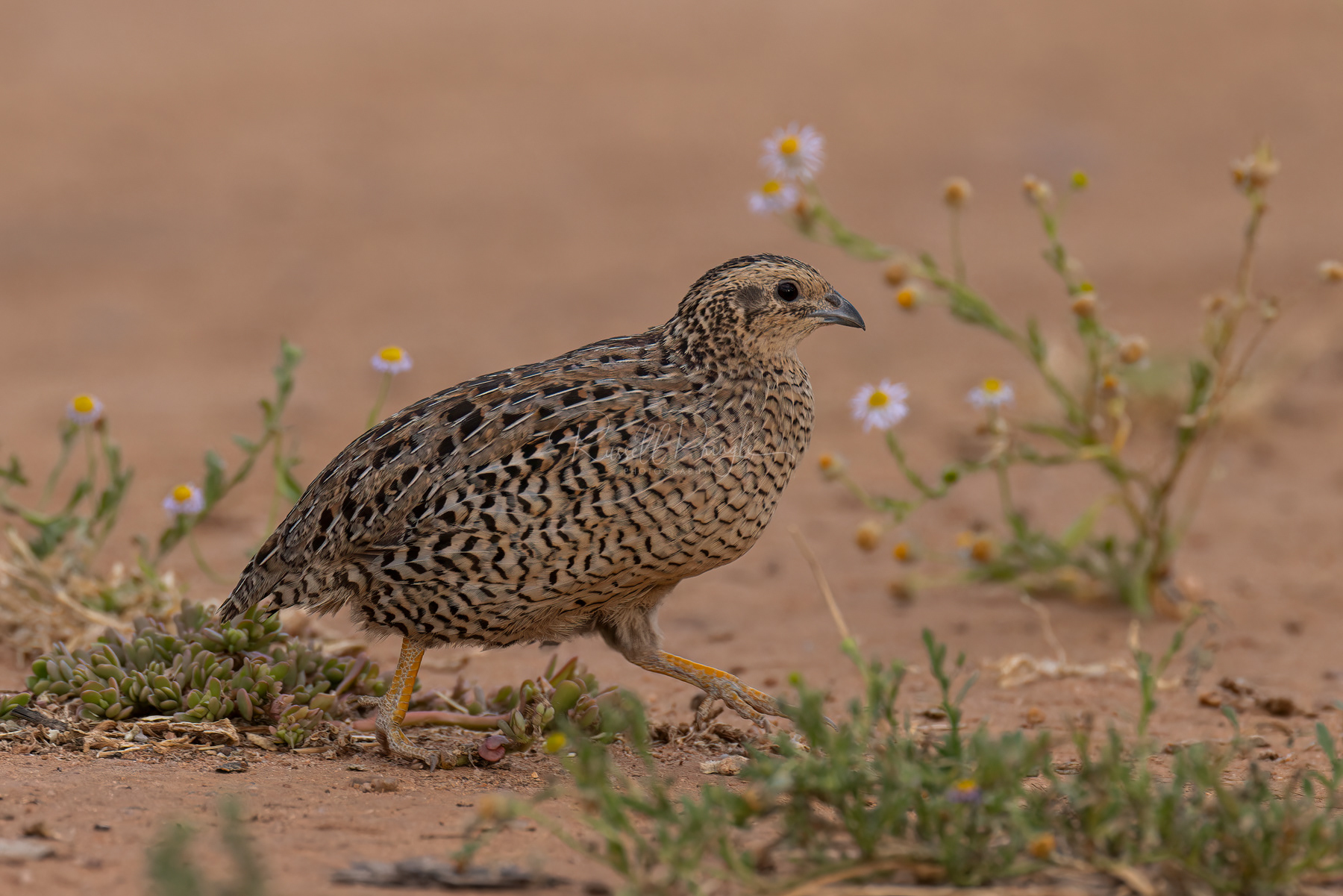 Brown Quail (female)