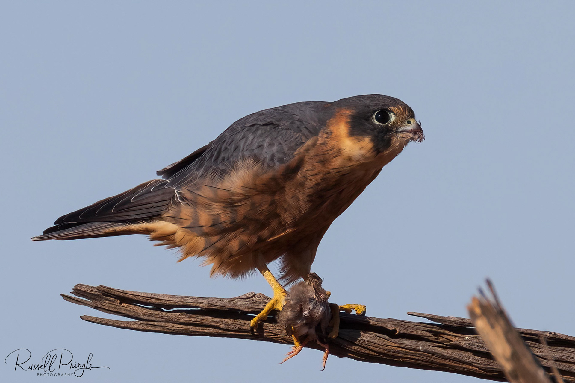 Australian Hobby