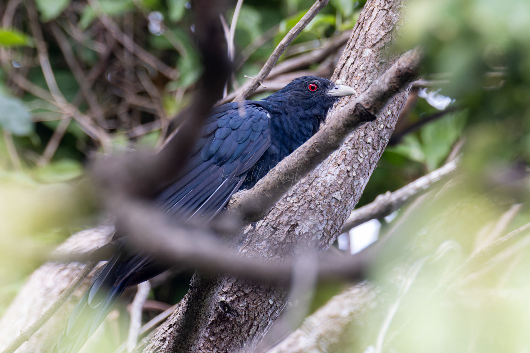 Eastern Koel (male)