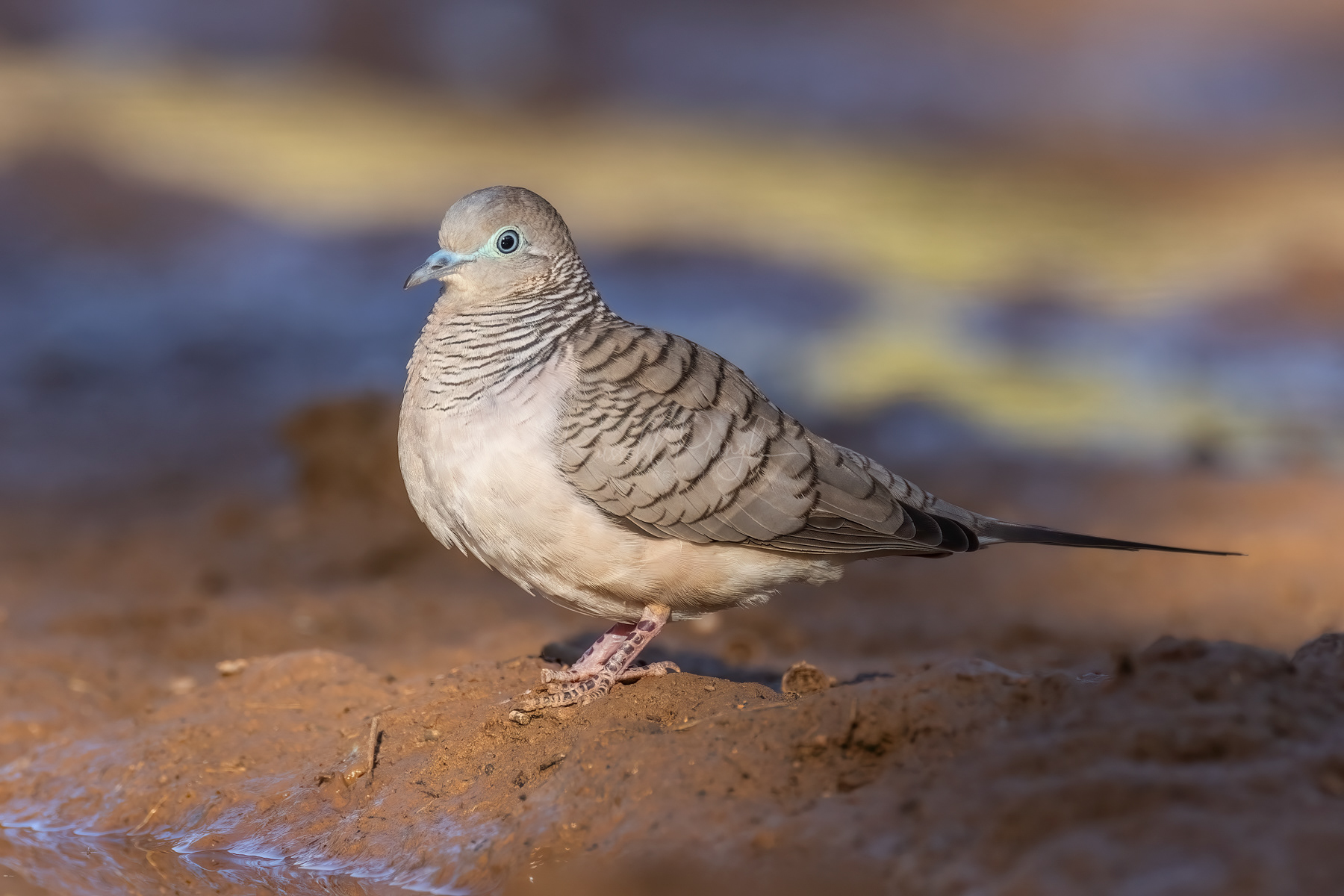 Peaceful Dove