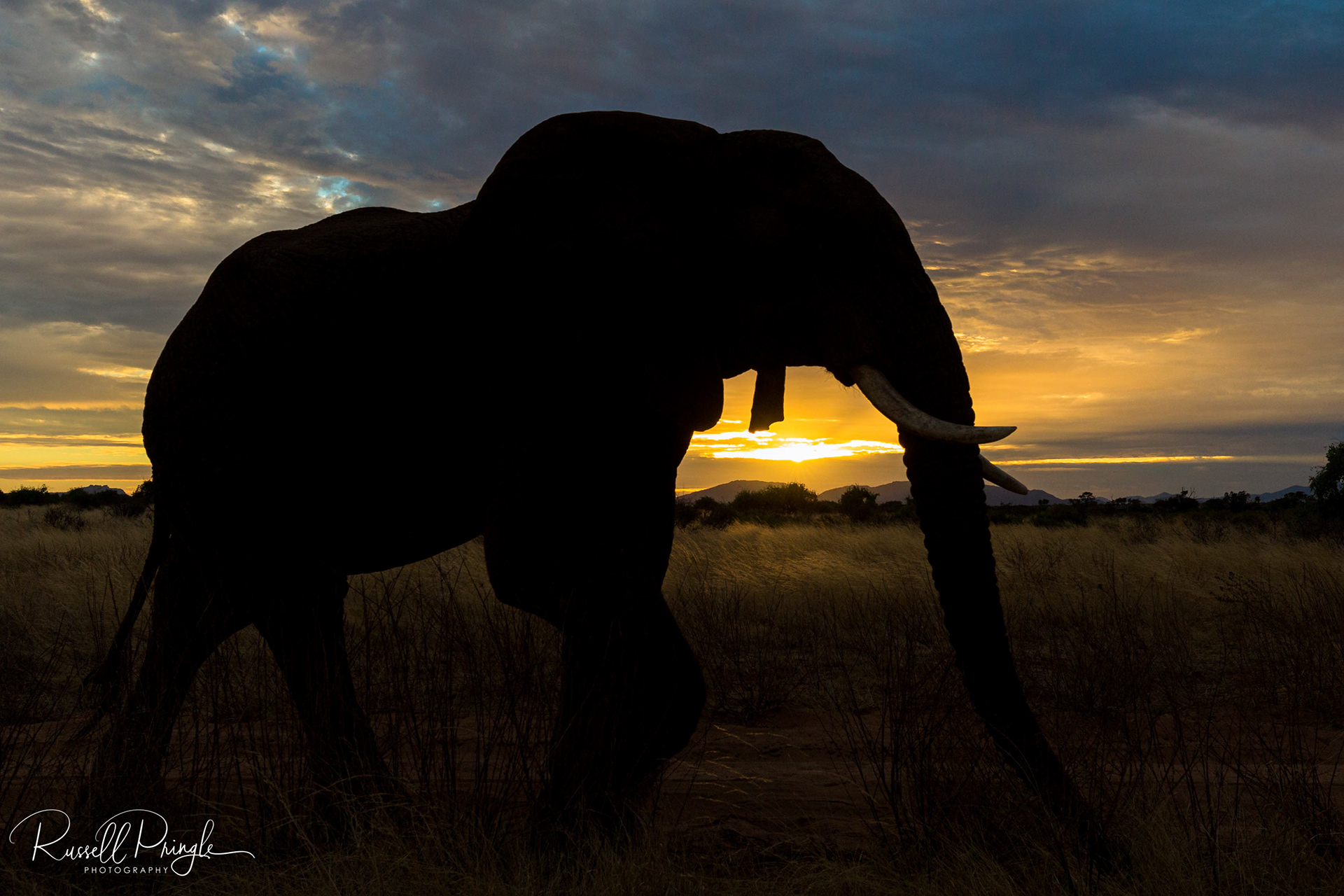 Elephant-Samburu