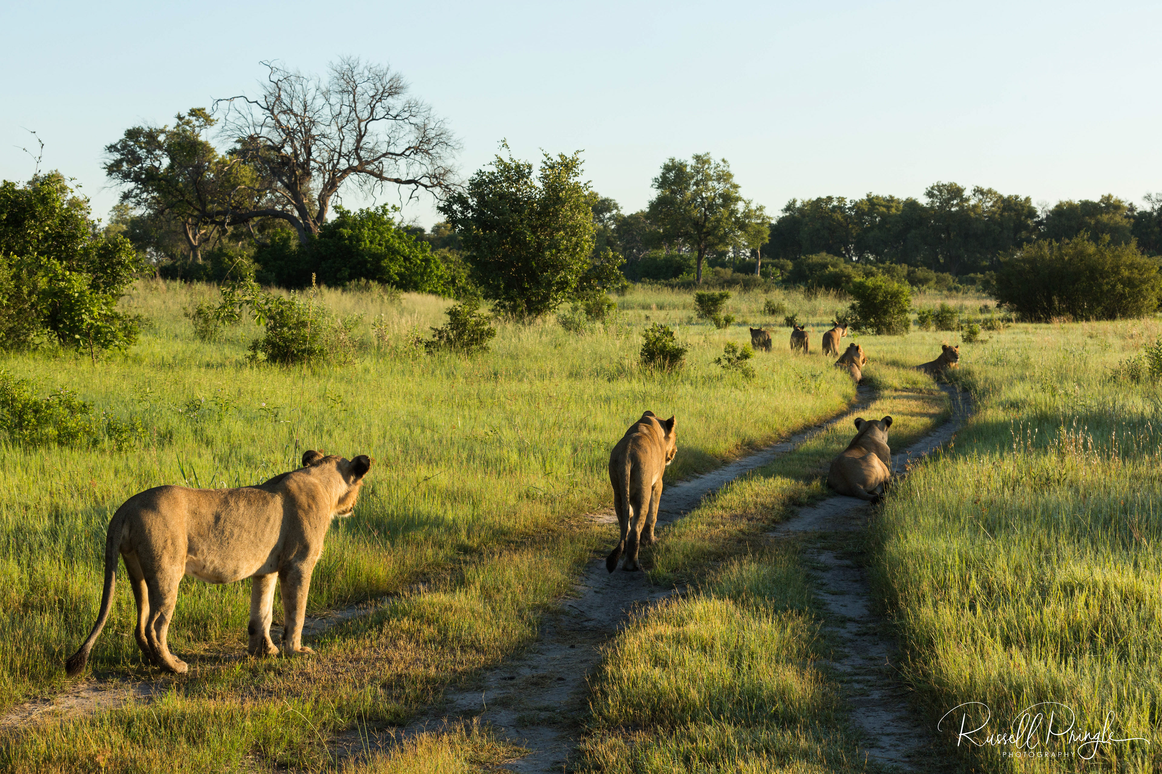 Lions-Selinda