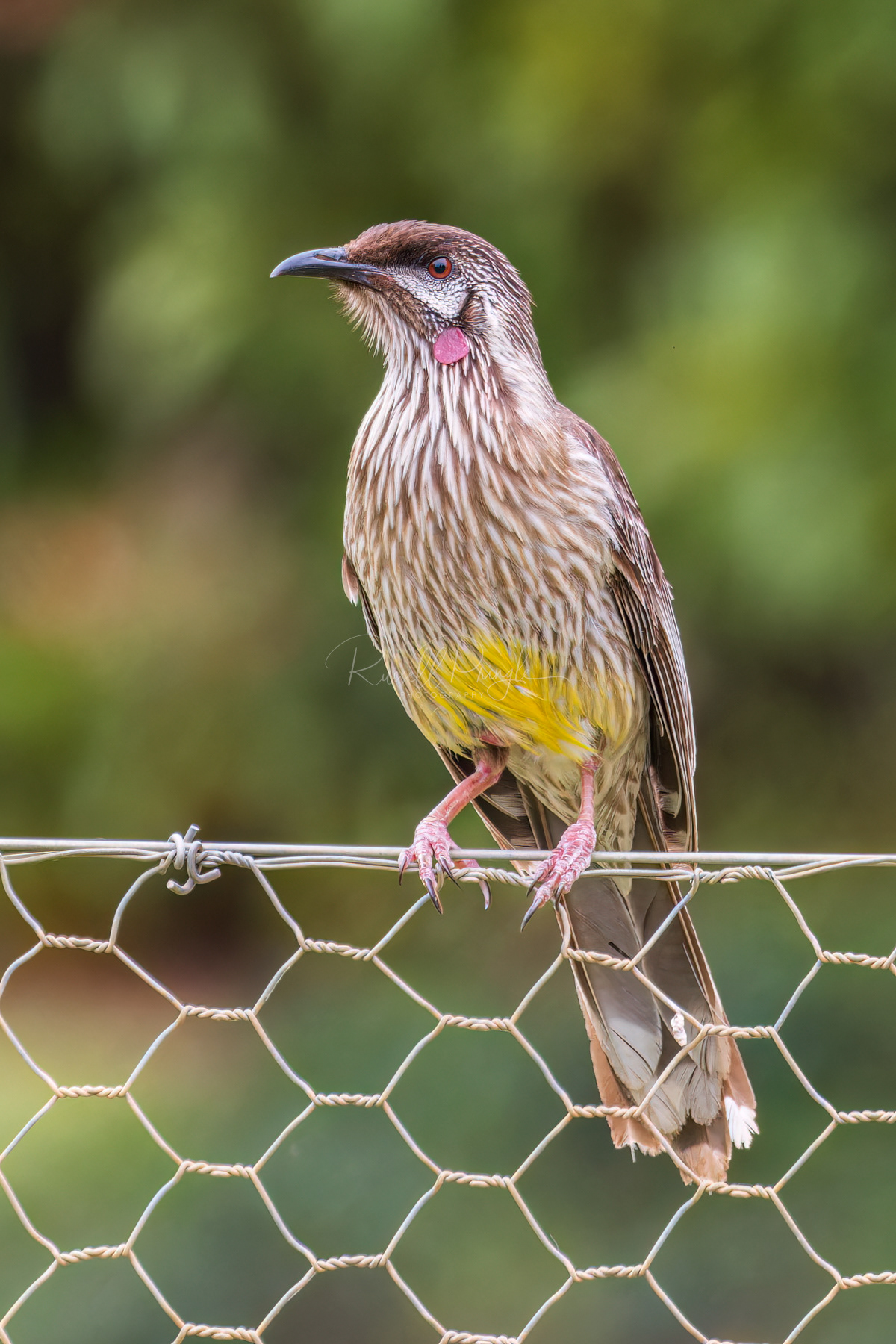 Red Wattlebird