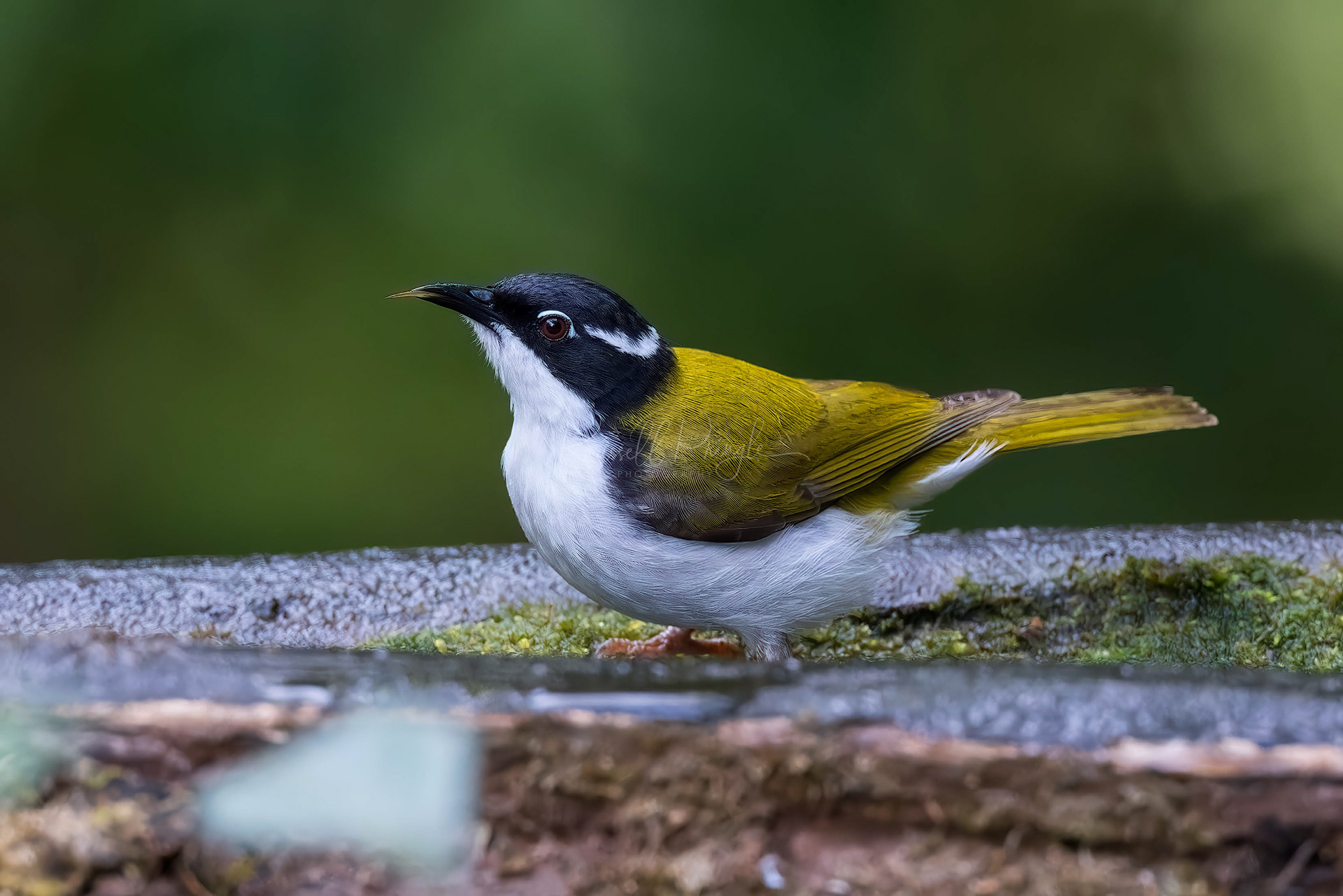 White-throated Honeyeater