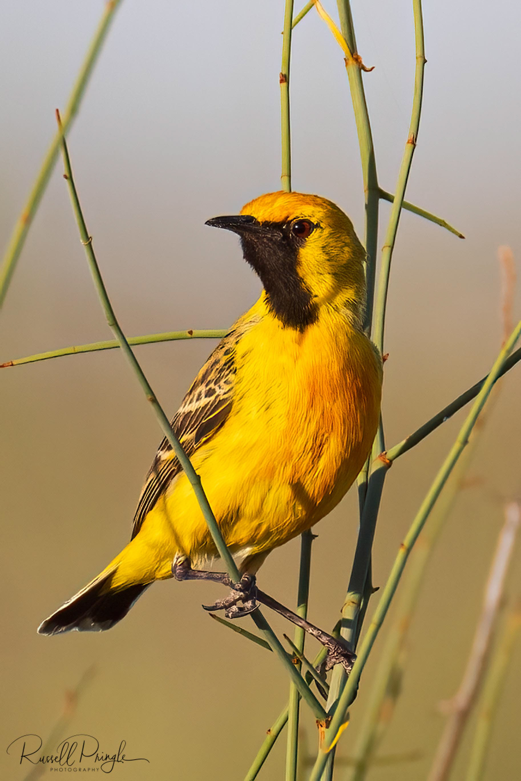 Orange Chat (Male)