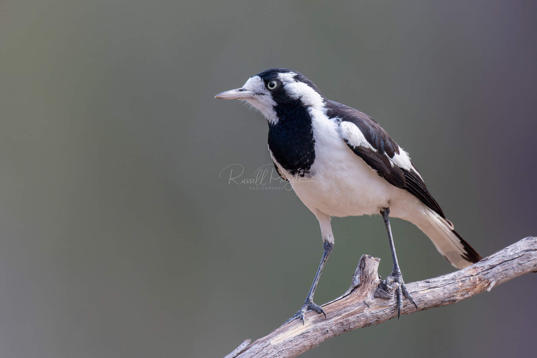 Magpie-Lark (female)