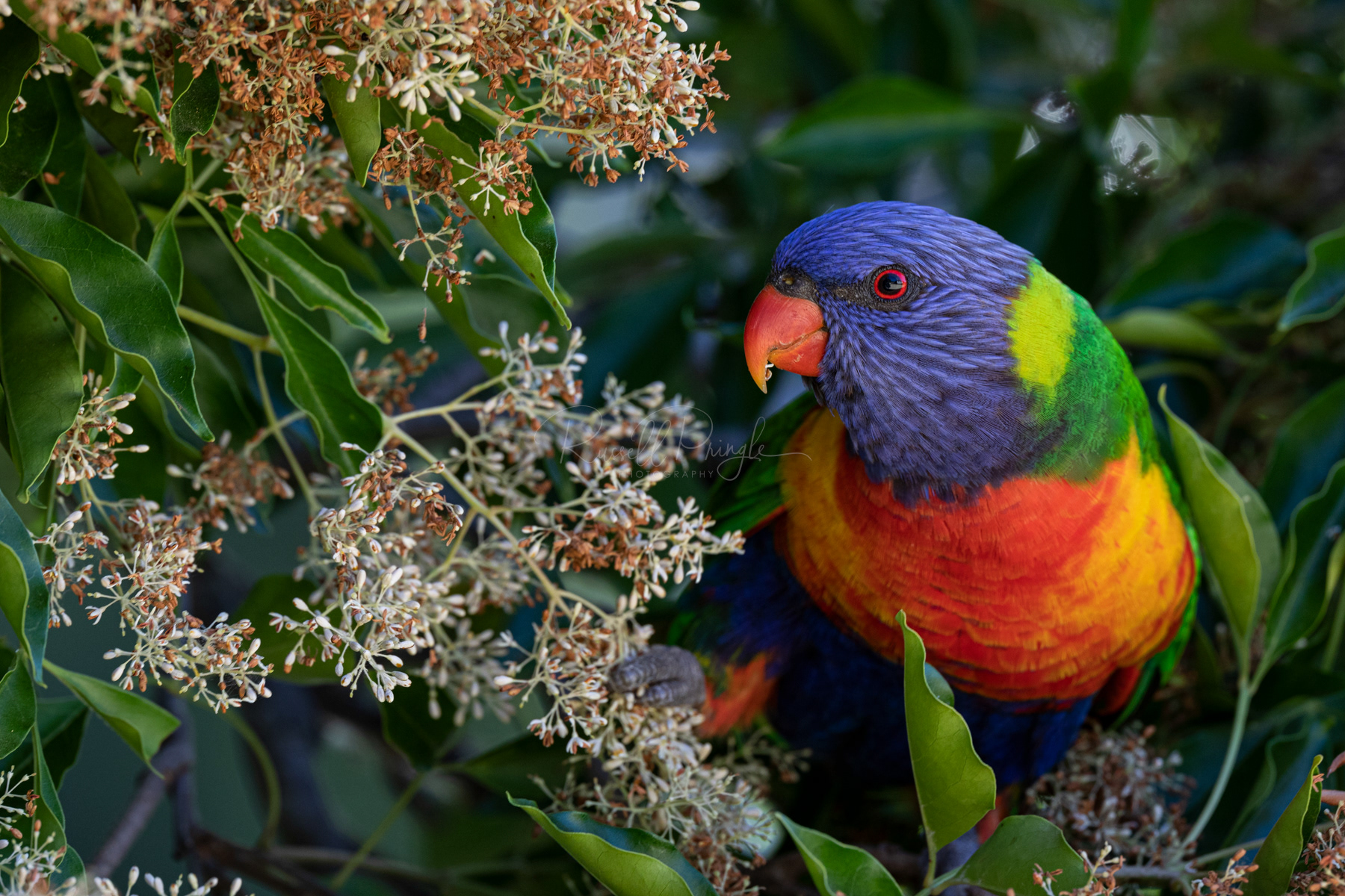 Rainbow Lorikeet