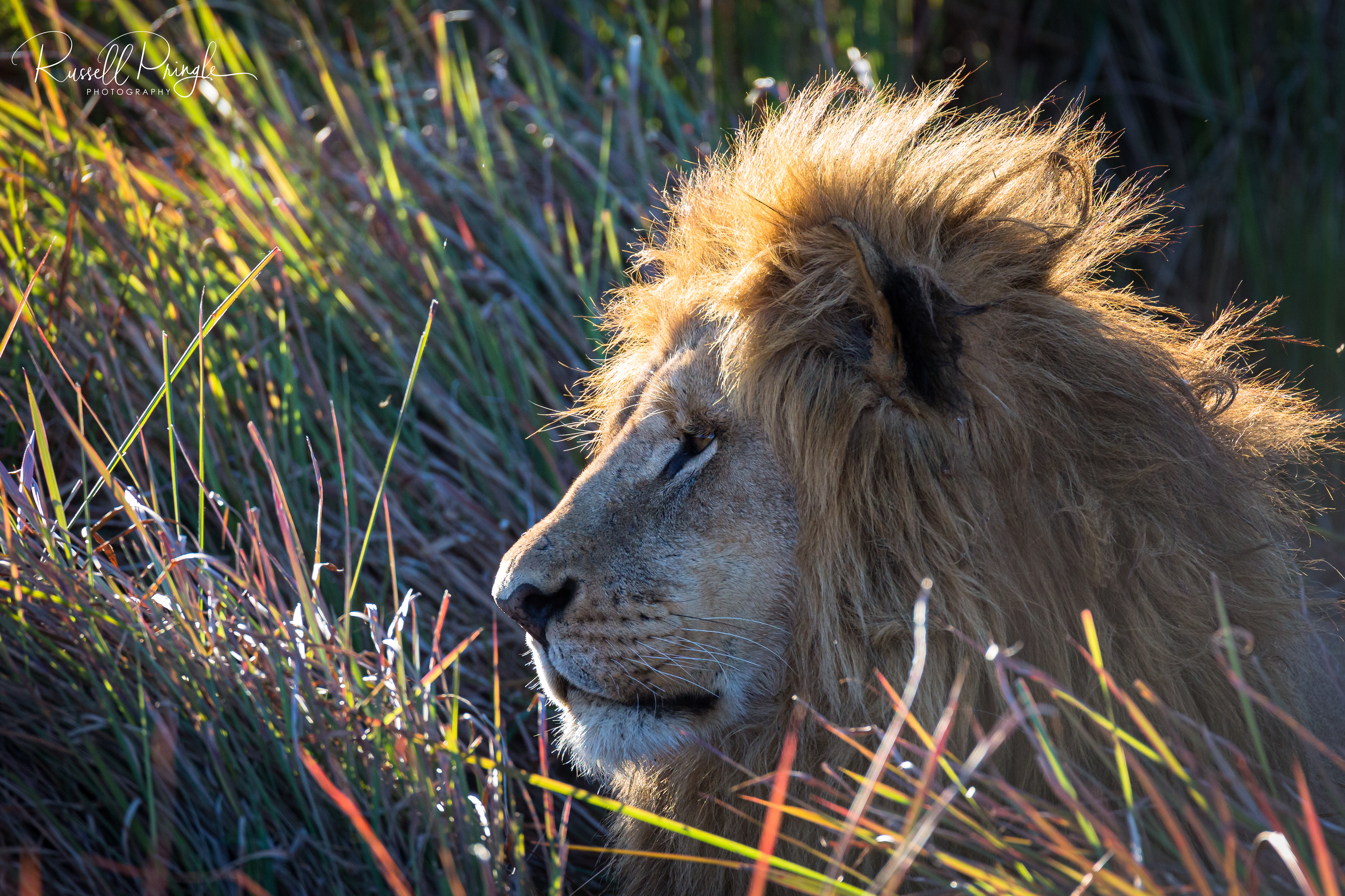 Lion-Duba Plains