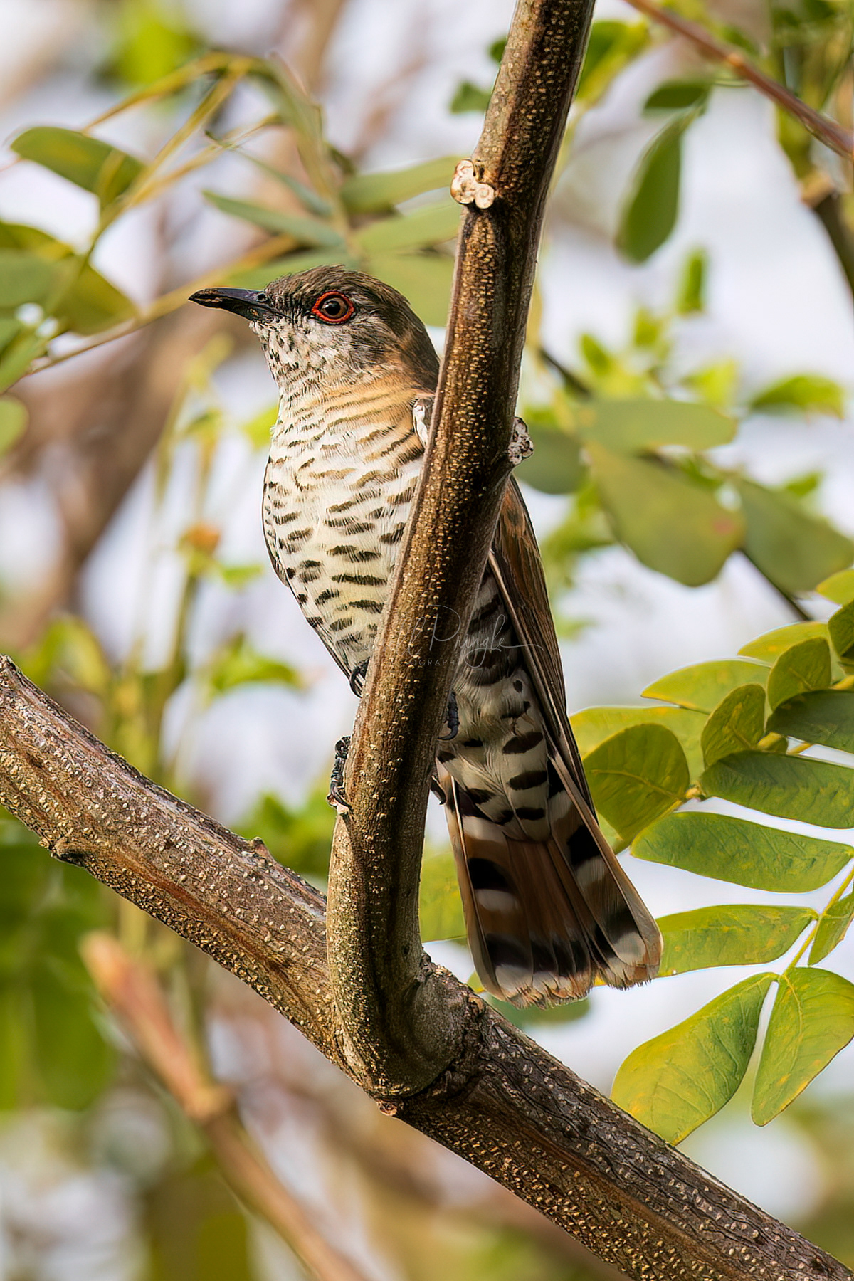 Gould's Bronze-Cuckoo