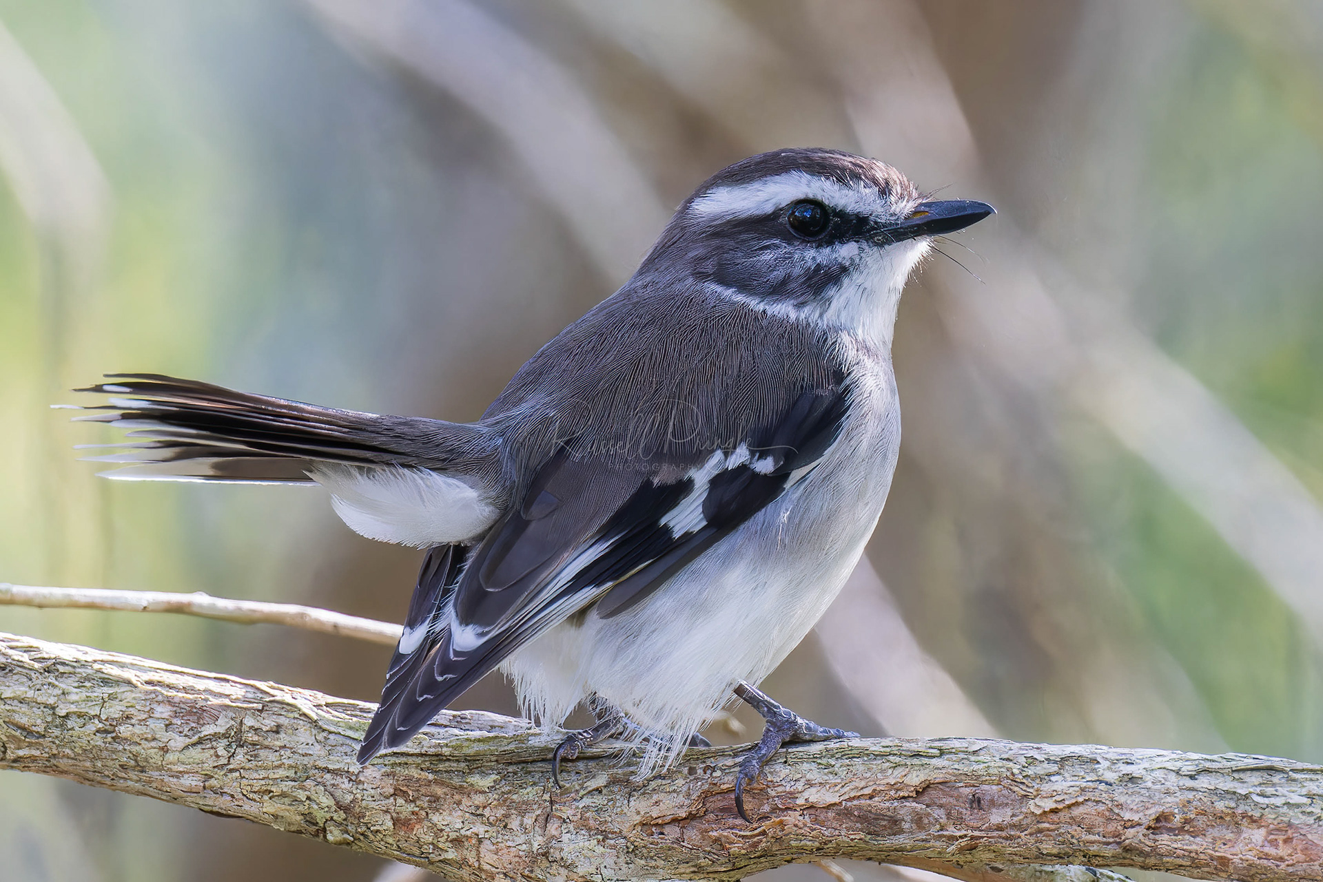 White-browed Robin