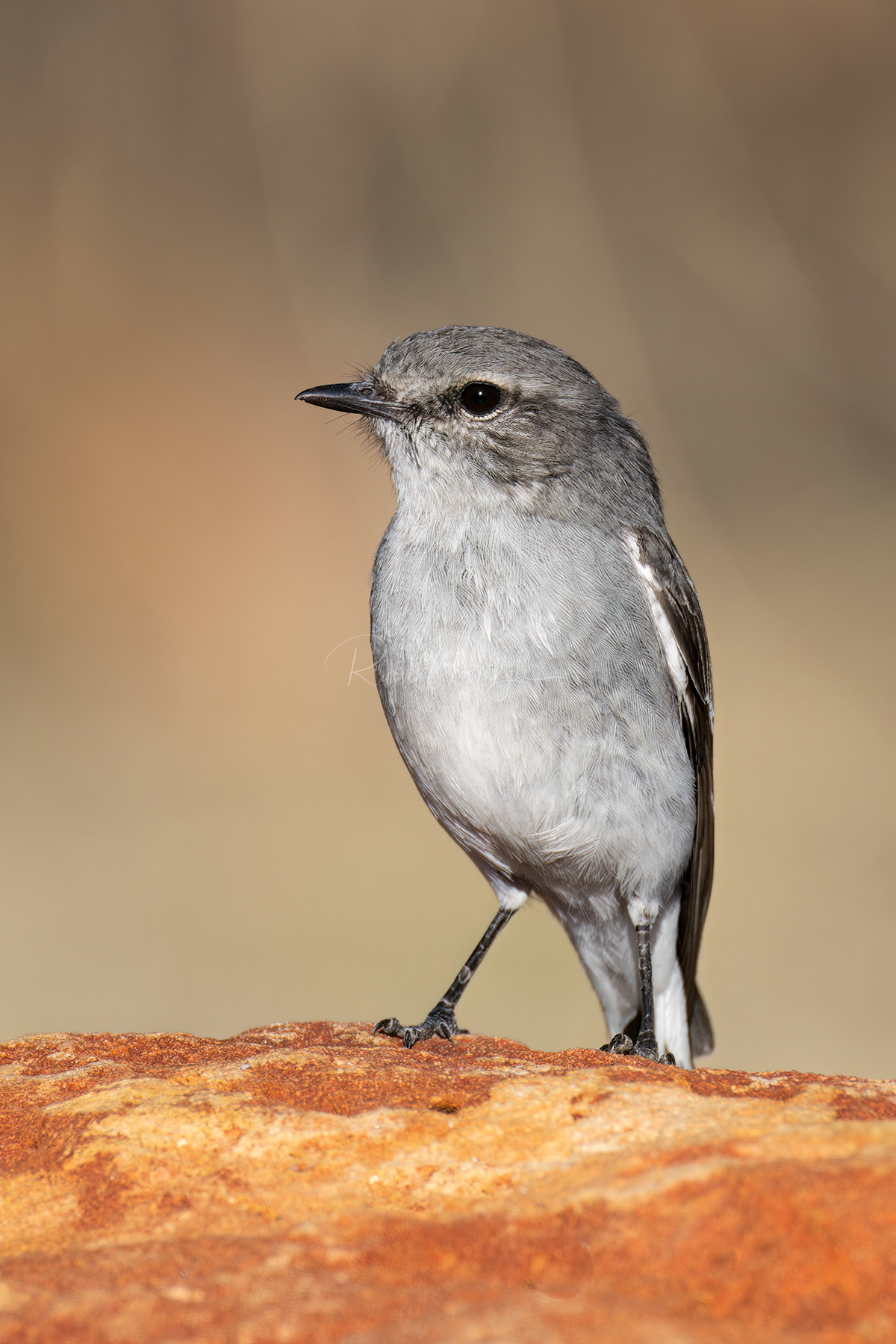 Hooded Robin (female)