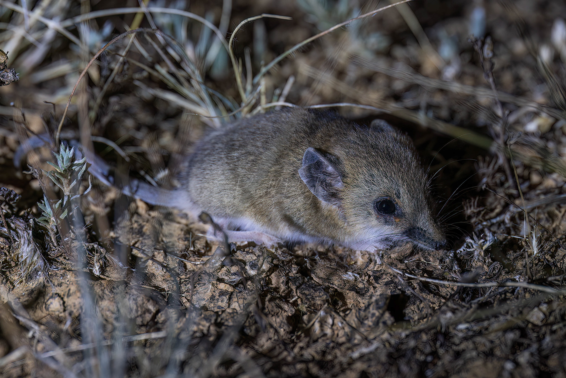 Fat-tailed Dunnart