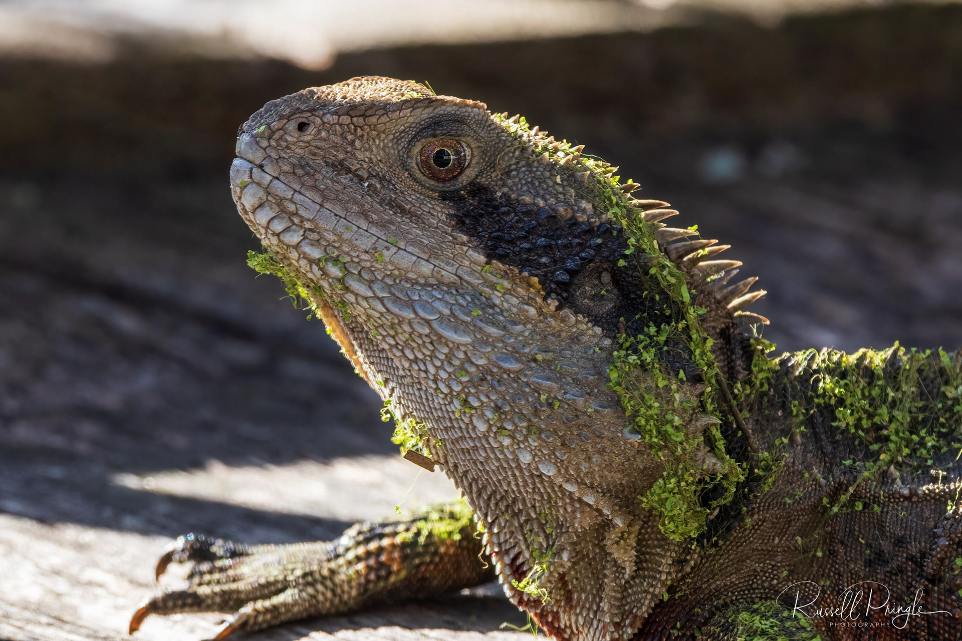 Eastern Water Dragon