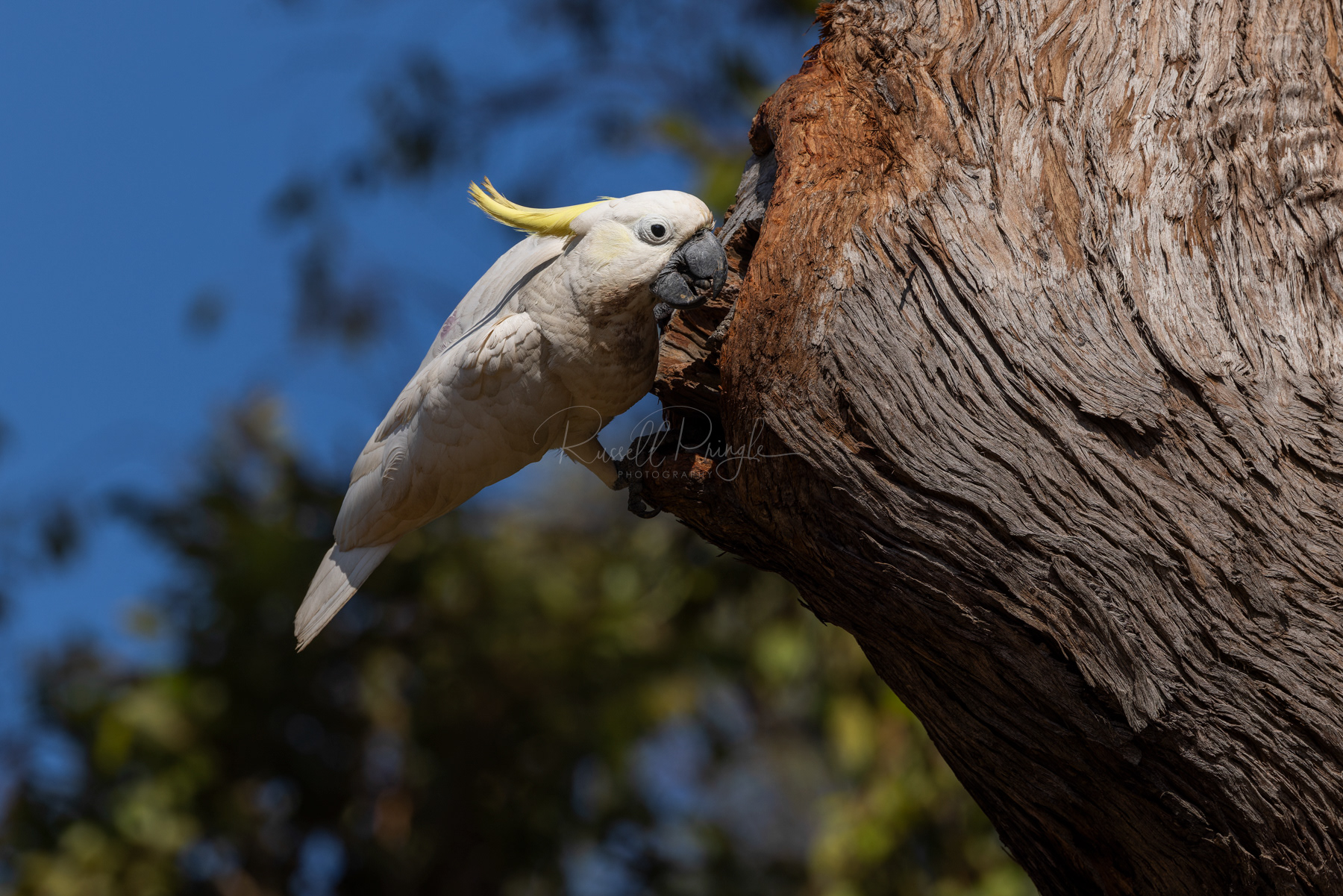 Sulpher-creasted Cockatoo