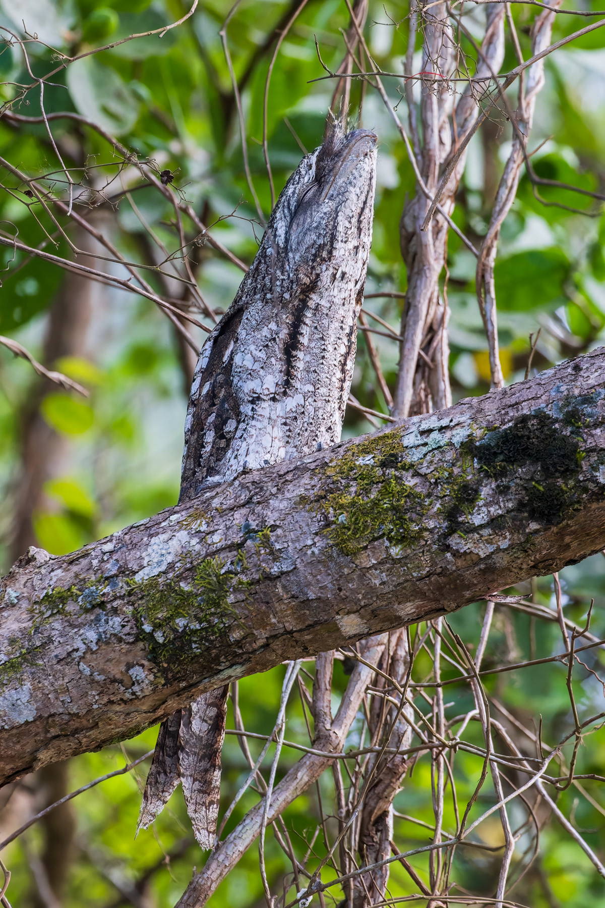 Papuan Frogmouth