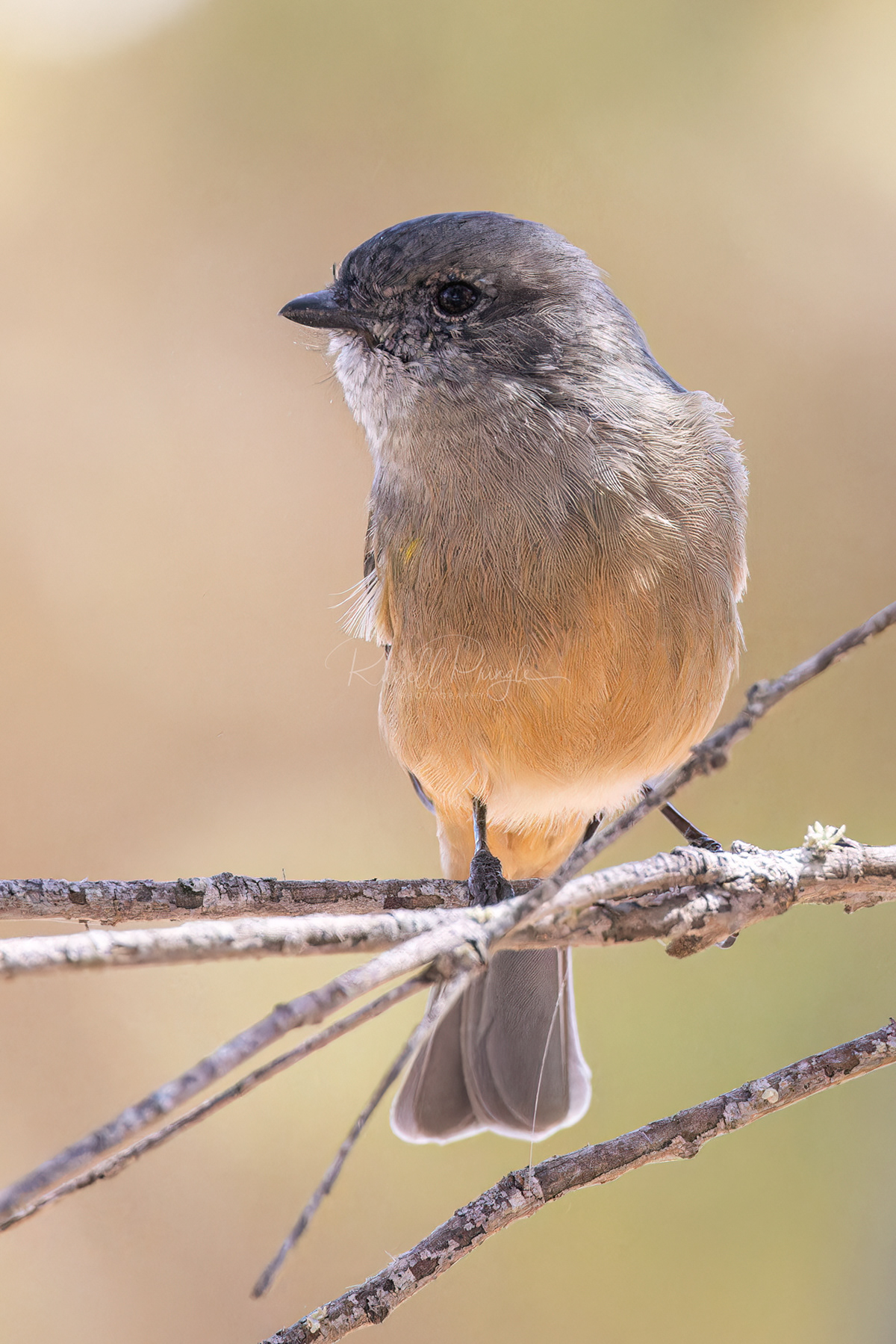 Western Whistler (female)