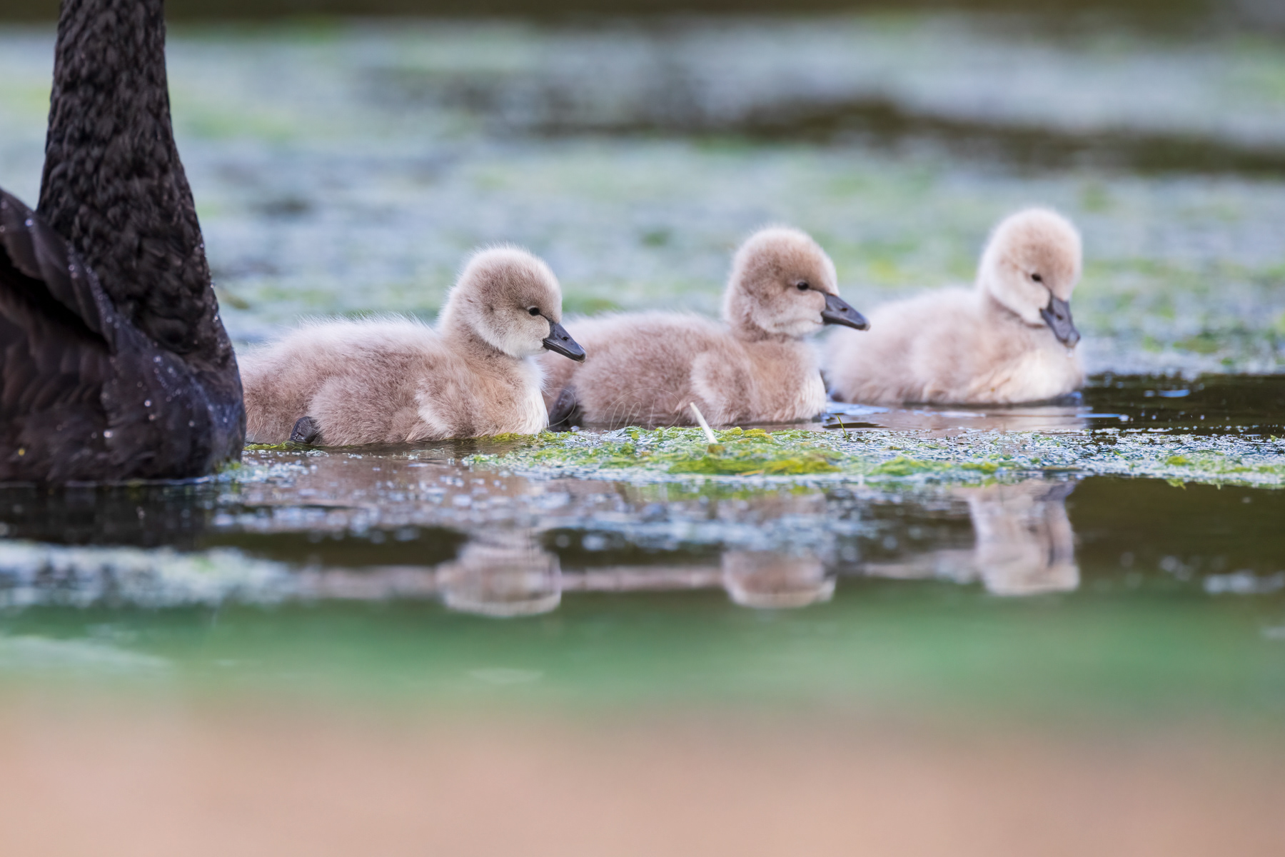 Black Swan (cygnets)