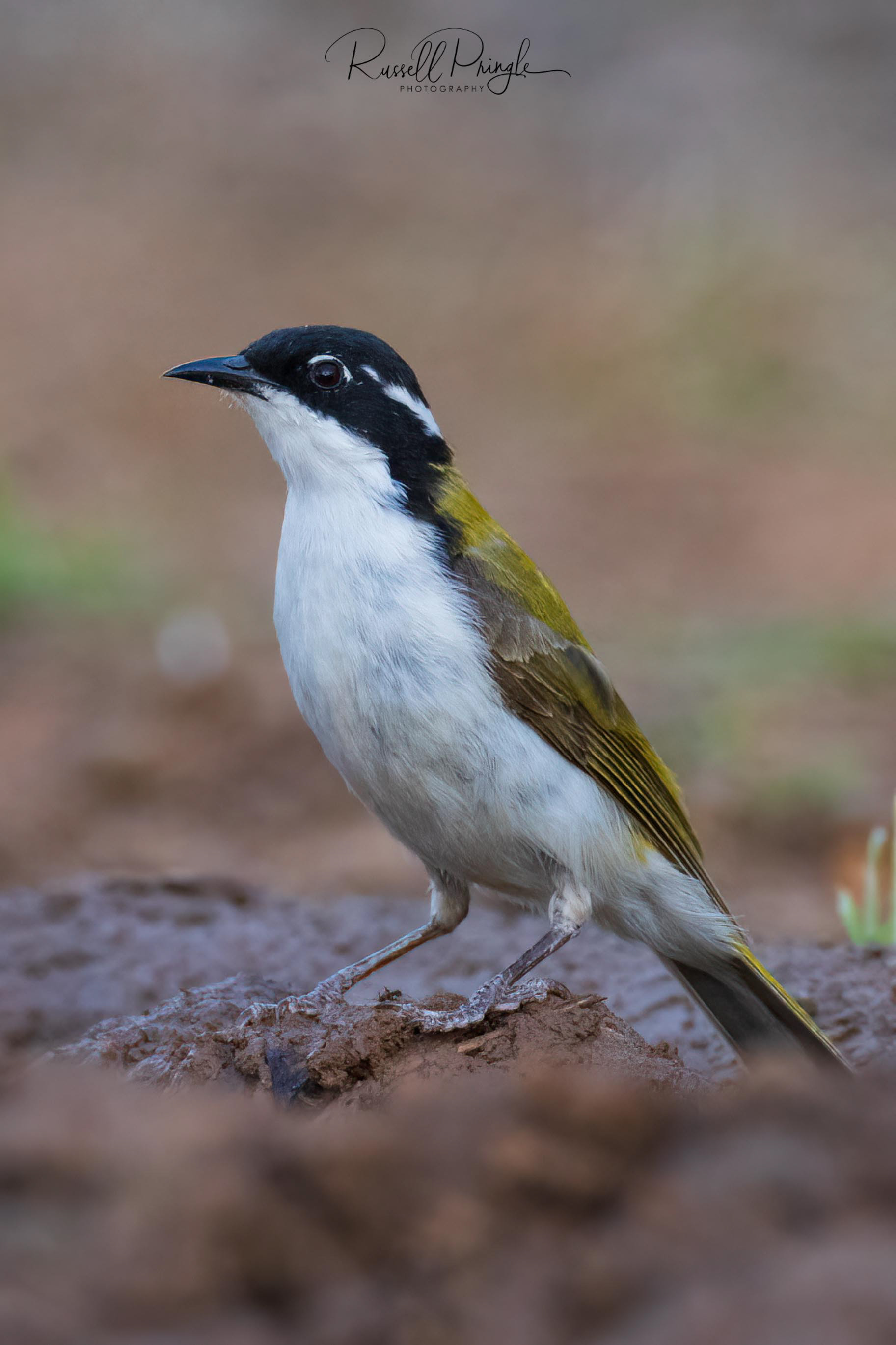 White-throated Honeyeater