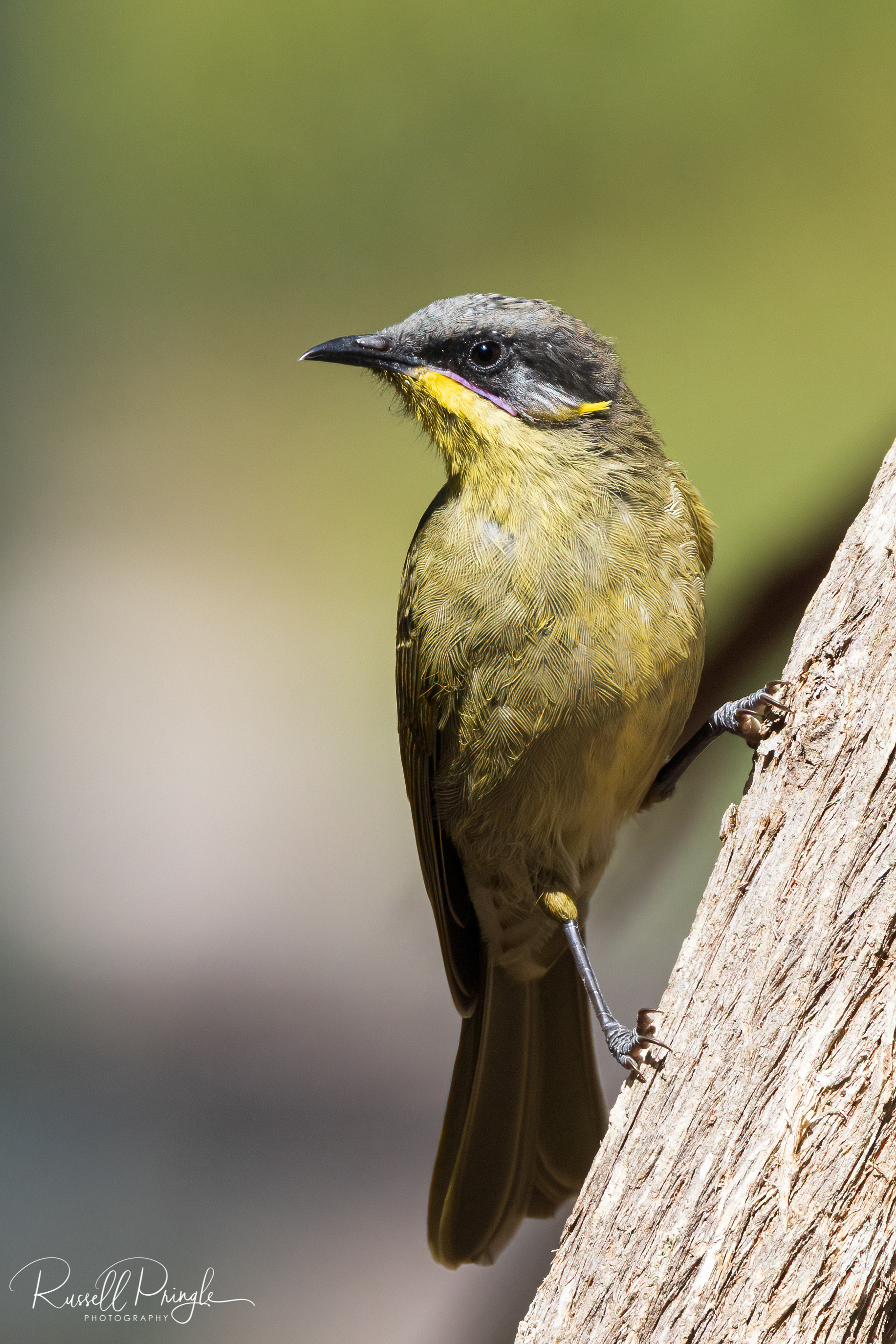 Purple-gaped Honeyeater